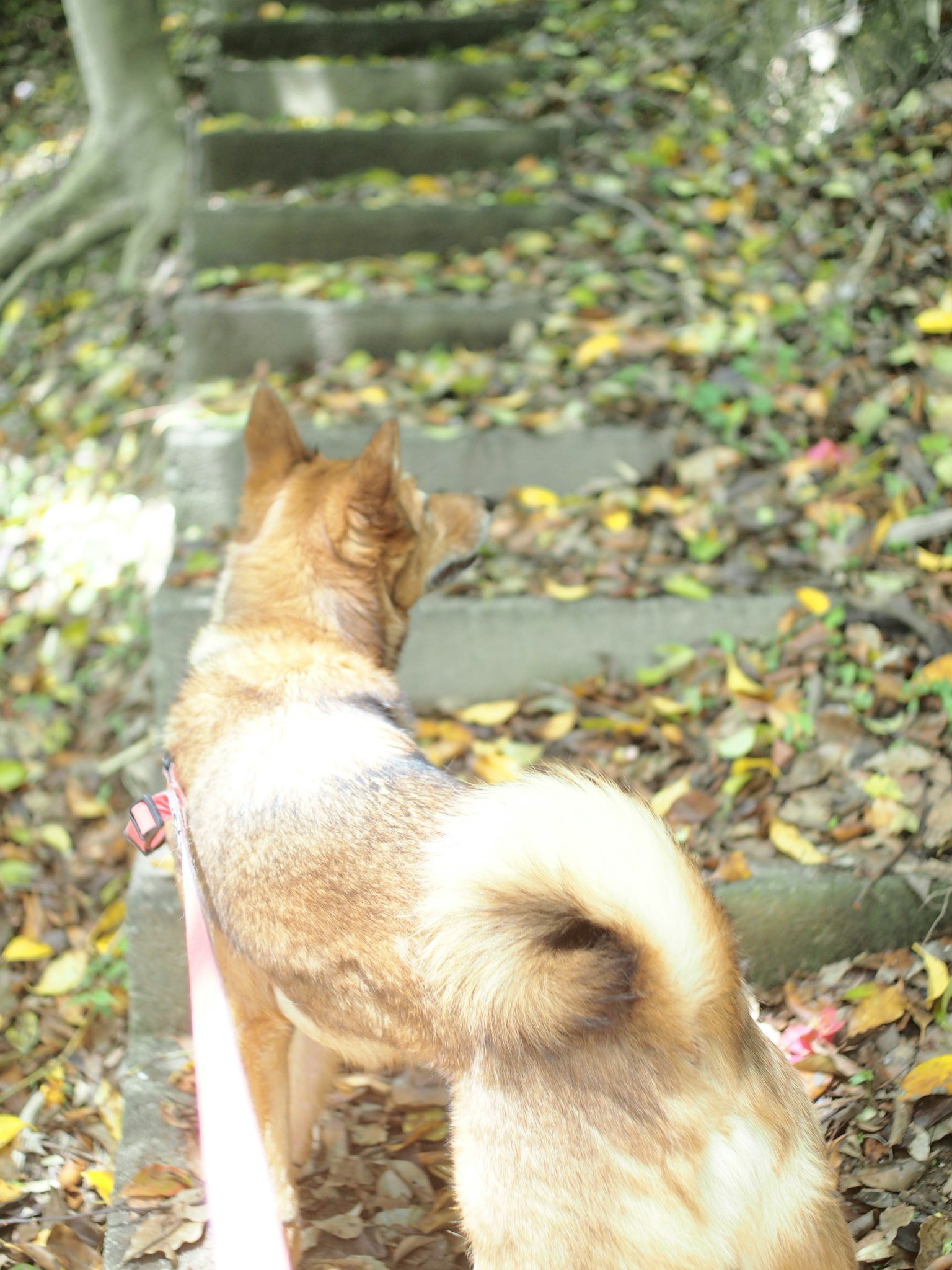 Cane che guarda scale di legno in una foresta con foglie autunnali