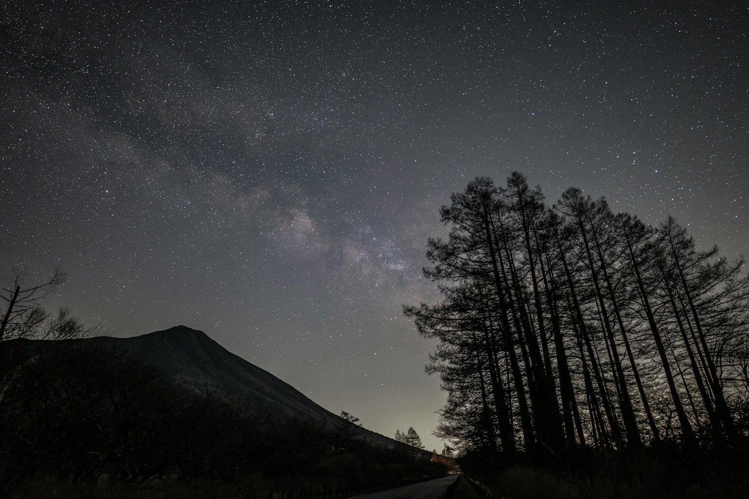 Pemandangan malam dengan siluet pohon dan bintang