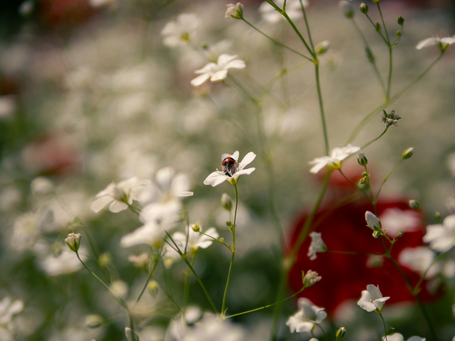 Una bella scena con fiori bianchi in fiore e un fiore rosso sullo sfondo