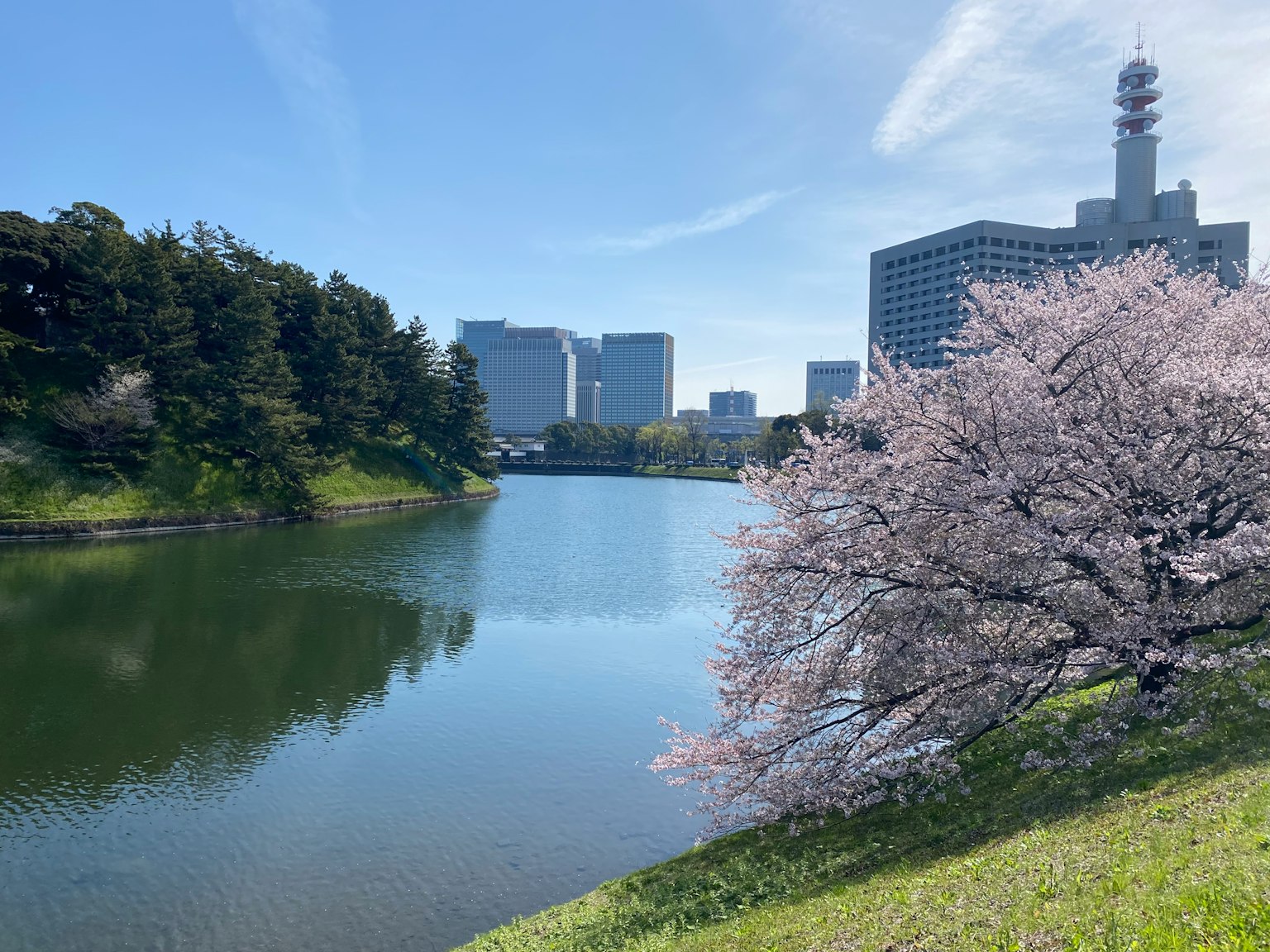 Urban landscape featuring cherry blossom trees and a serene pond