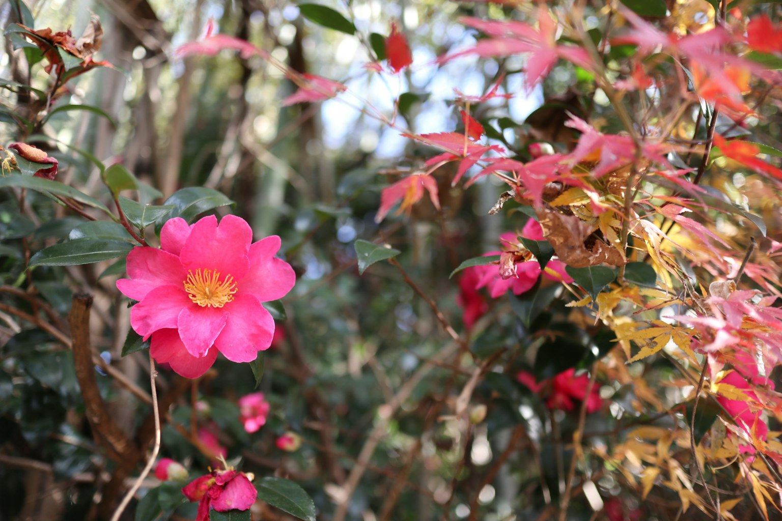 Lebendige rosa Blumen und bunte Blätter in einer natürlichen Umgebung