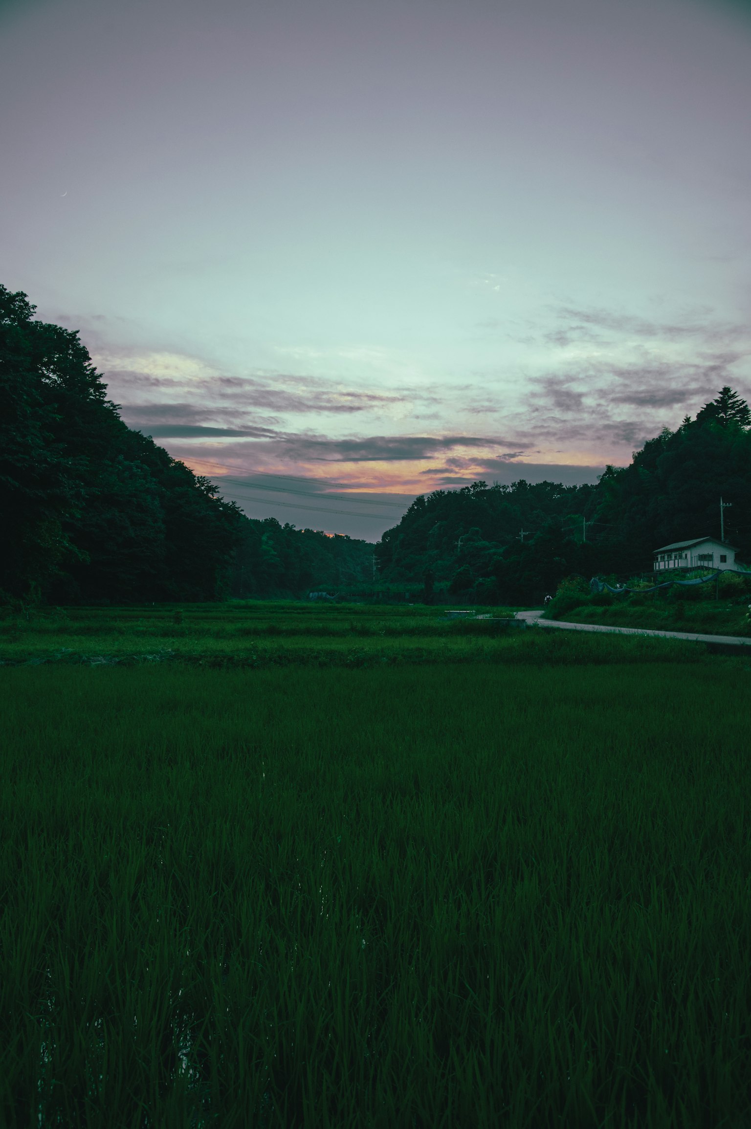 綠色稻田與夕陽天空