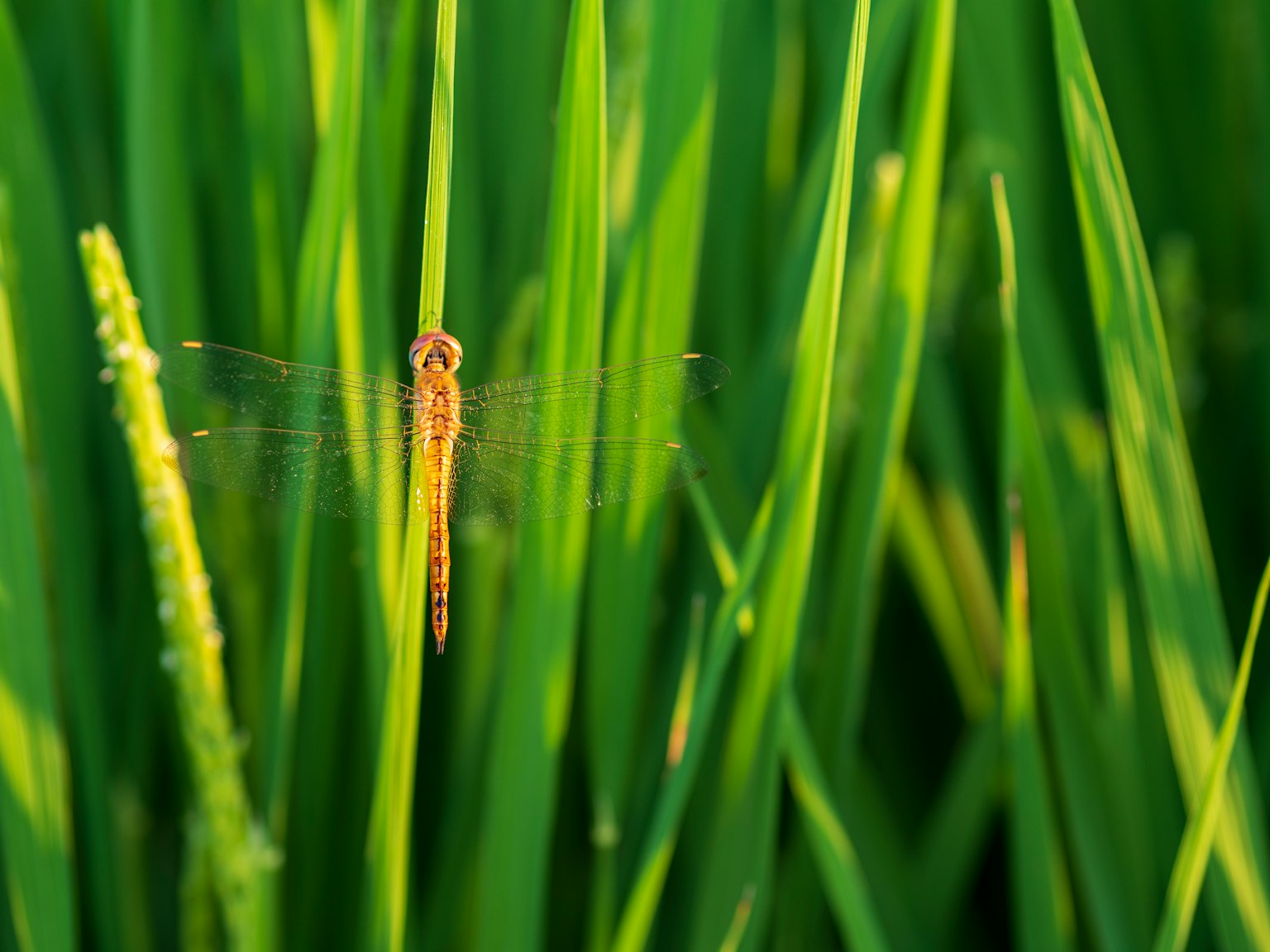 Libellula arancione tra piante di riso verdi