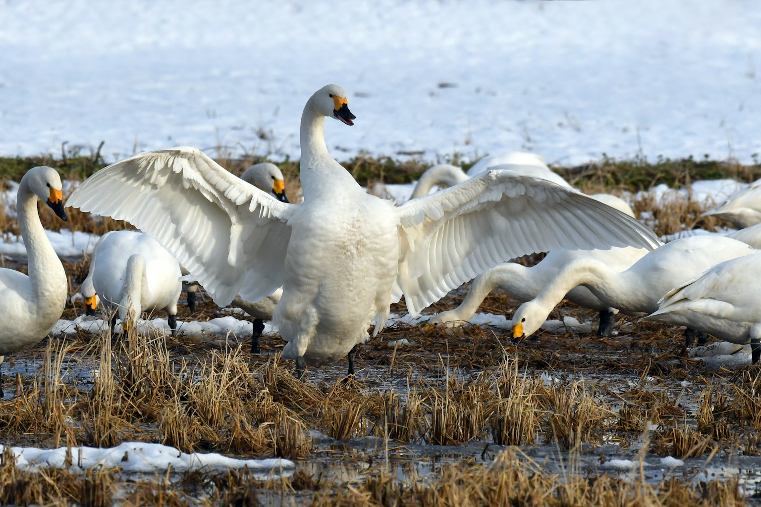 Un cygne déployant ses ailes parmi d'autres cygnes dans un paysage enneigé