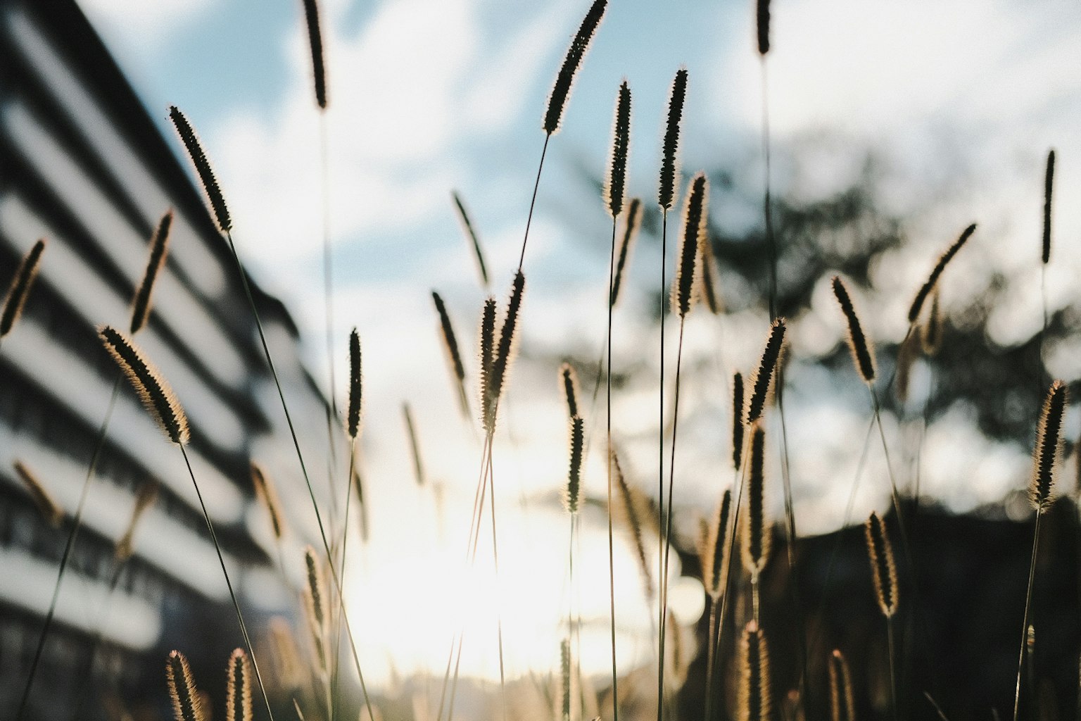 Gros plan sur des épis d'herbe avec un lever de soleil en arrière-plan