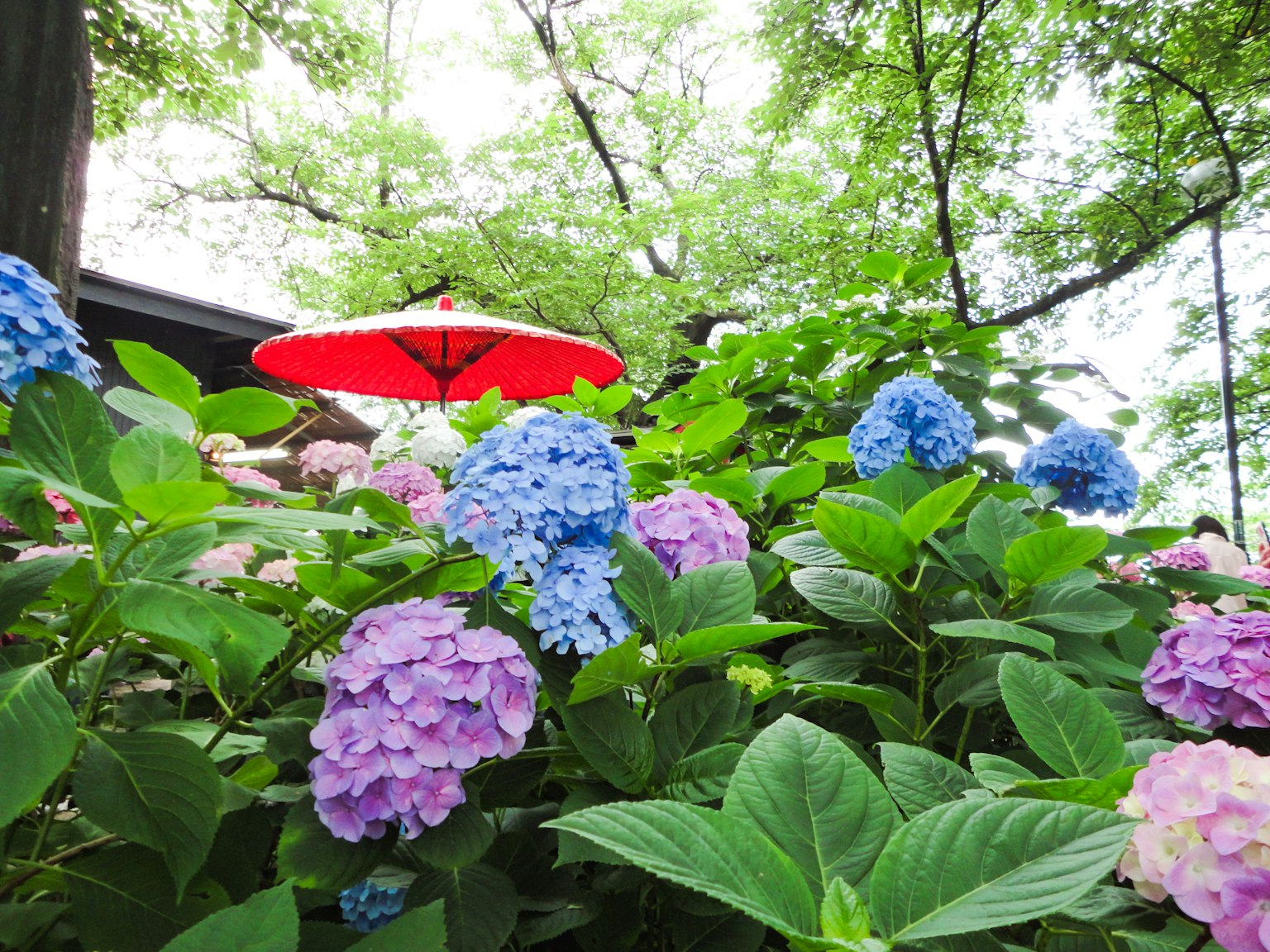 五彩缤纷的绣球花和背景中的红伞