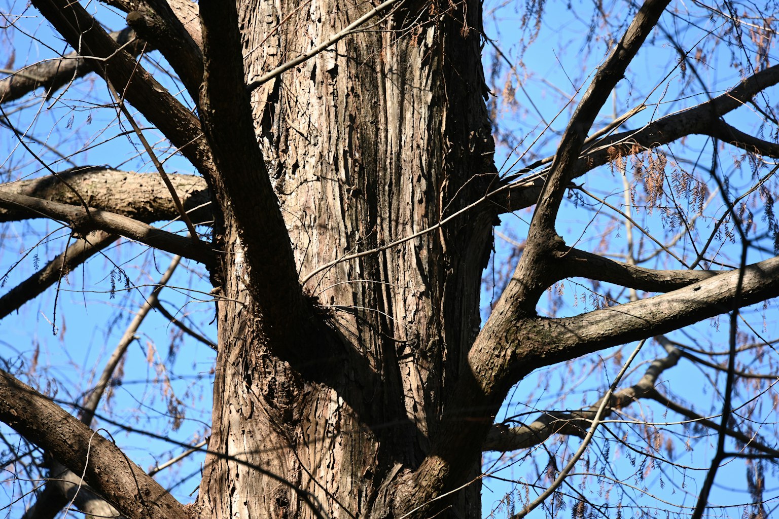Vue détaillée d'un tronc d'arbre et de branches sous un ciel bleu