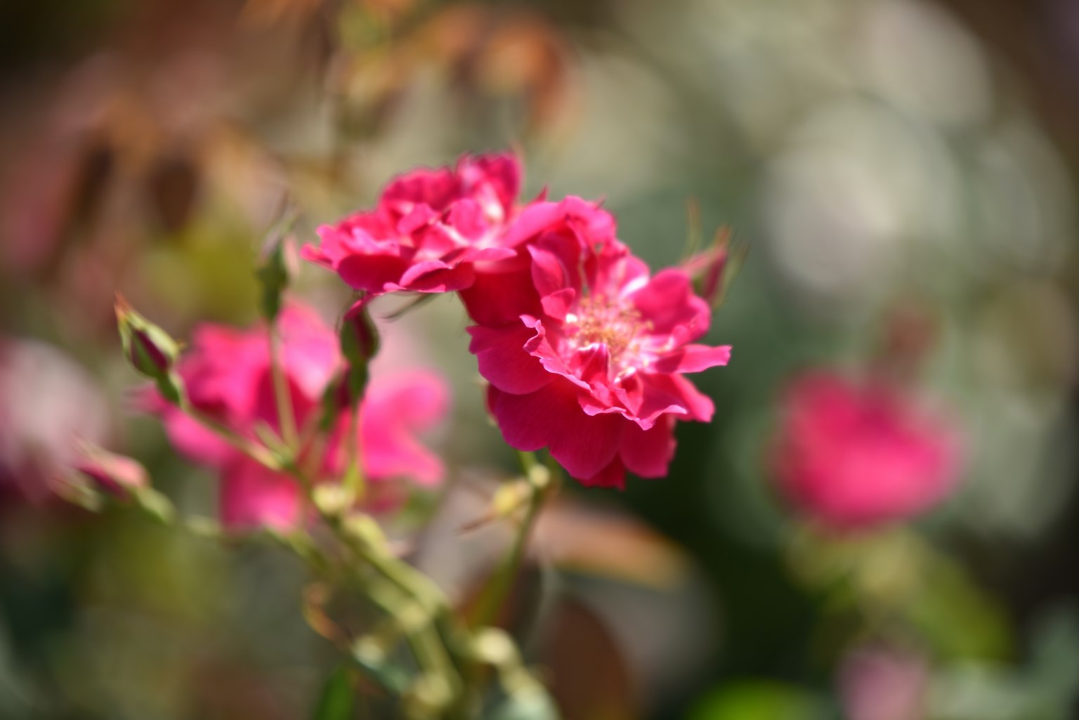Fleurs roses vives en pleine floraison avec un arrière-plan flou