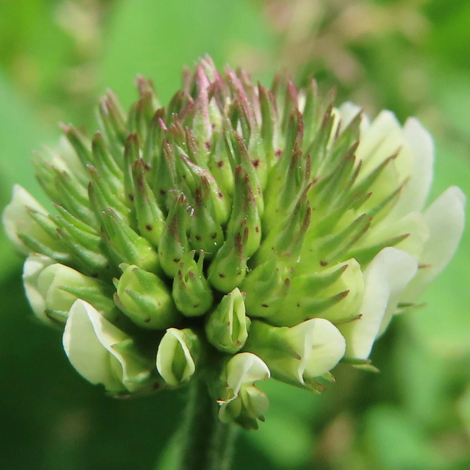 Primo piano di un fiore di trifoglio con petali bianchi e boccioli verdi