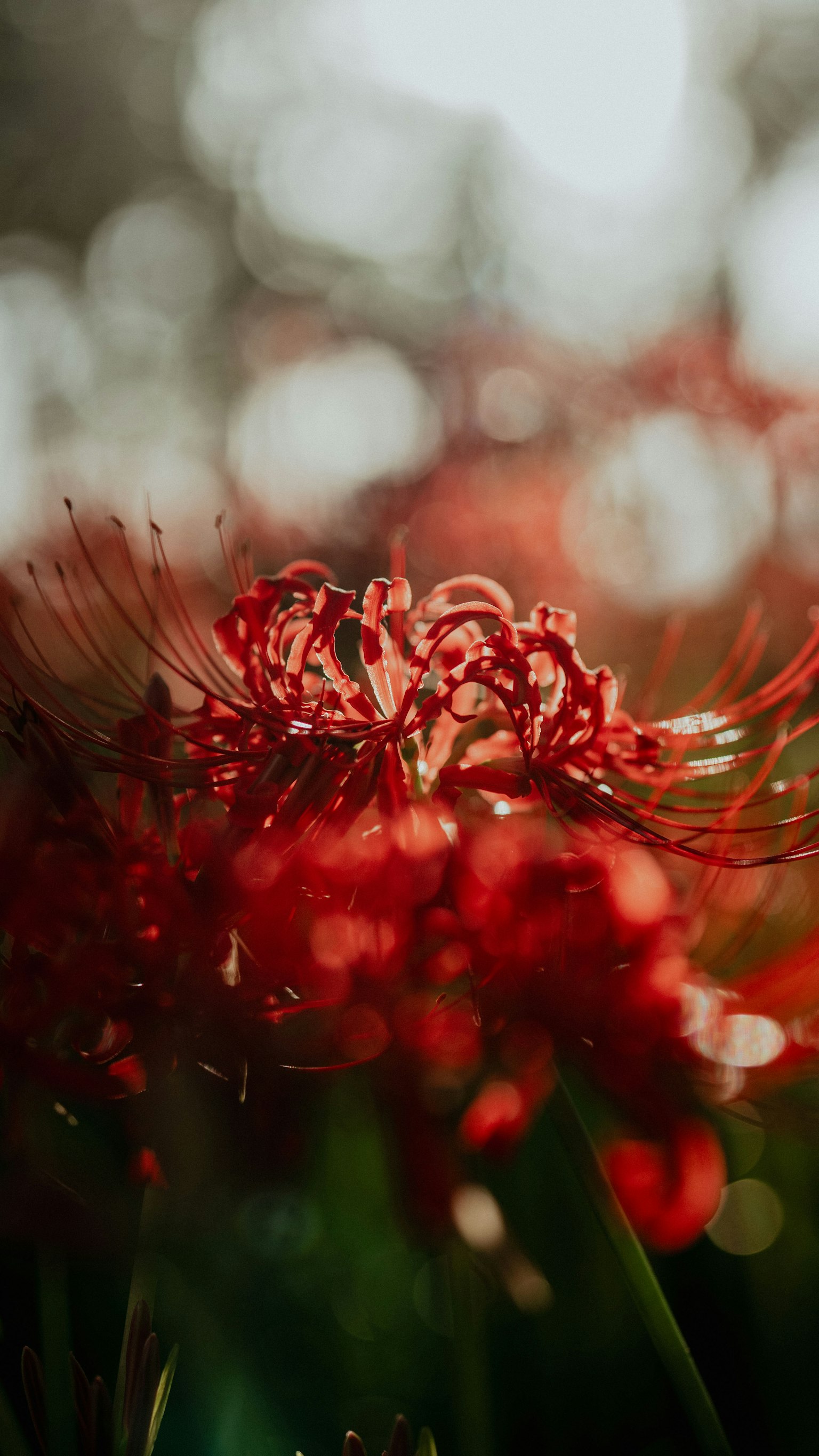 Acercamiento de lirios araña rojos con fondo verde borroso