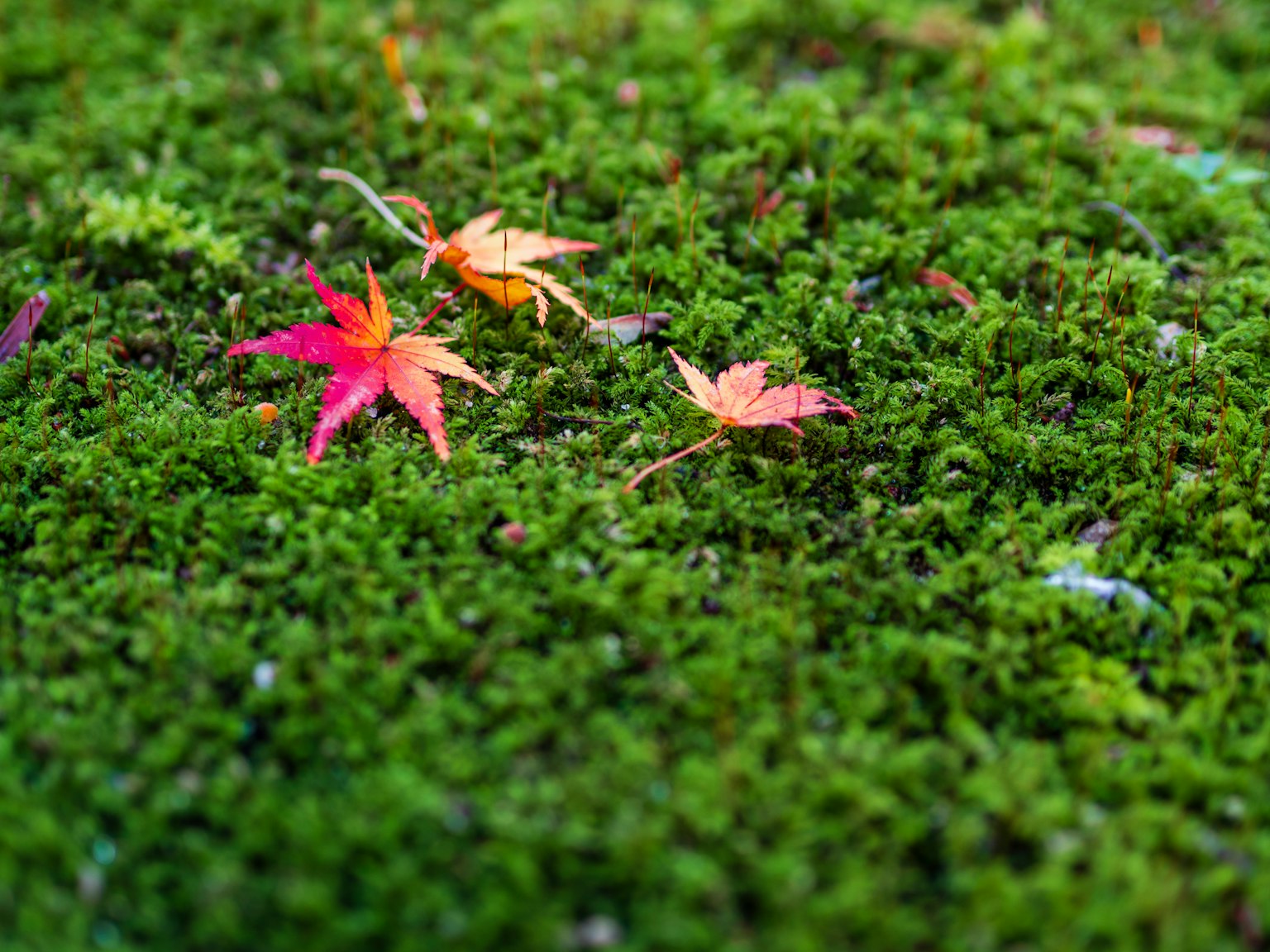 Feuilles d'automne colorées sur de la mousse verte