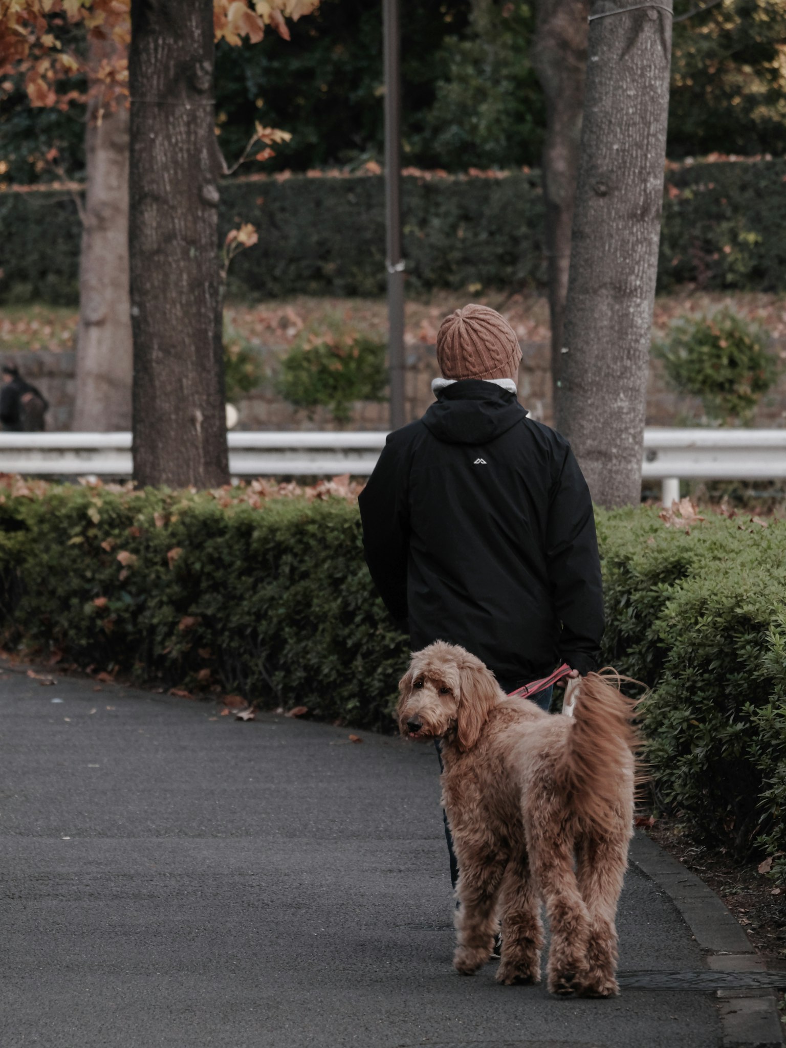 Una persona che passeggia con un cane marrone lungo un sentiero circondato da alberi