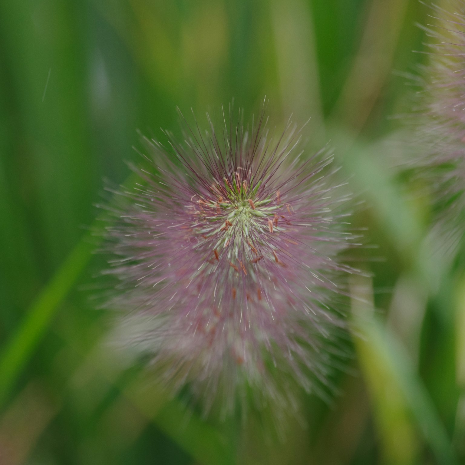 Verschwommene lila Grasblume mit grünem Hintergrund