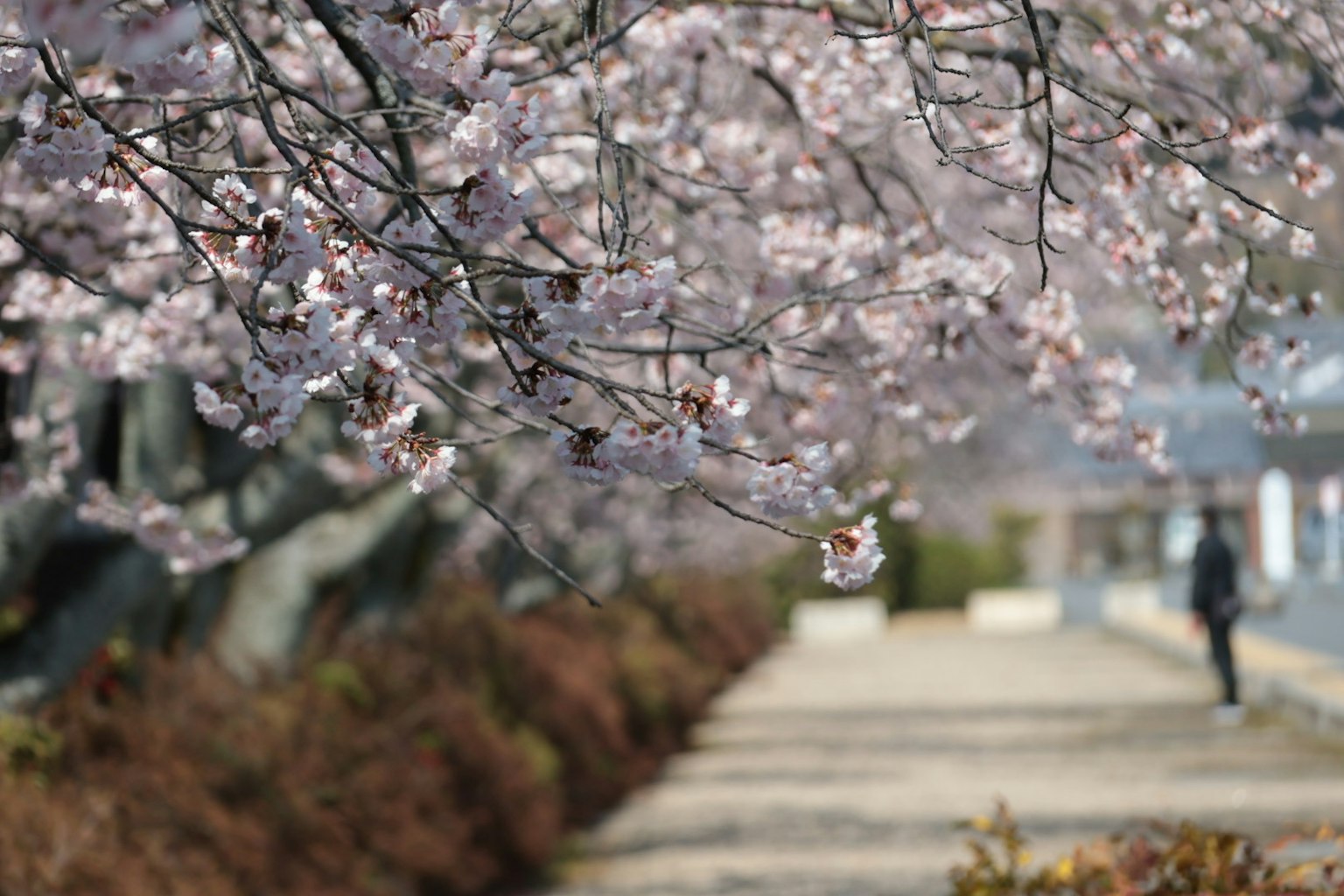 Jalan indah yang dikelilingi bunga sakura dan seorang