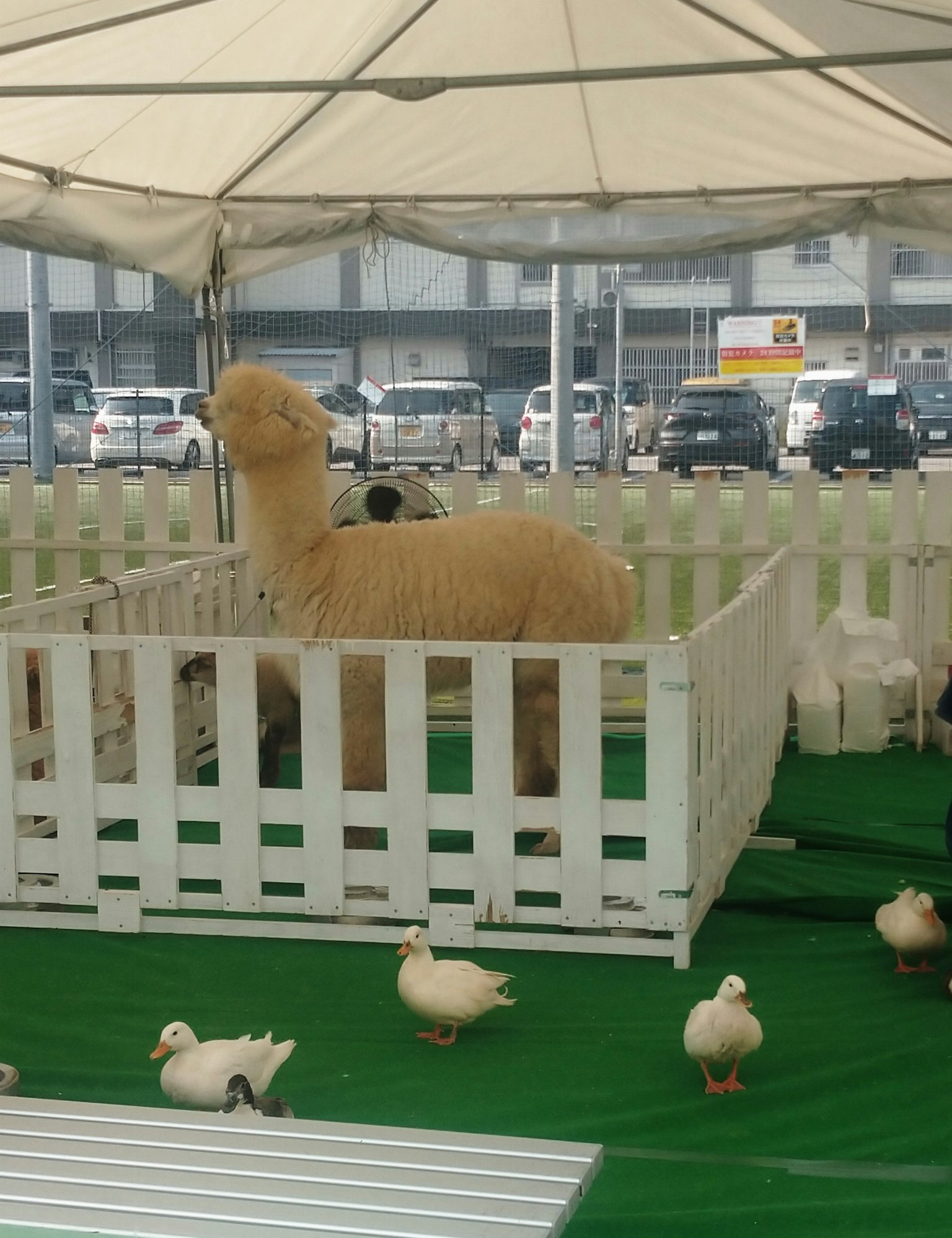 Un alpaga dans une zone clôturée blanche entourée de canards blancs