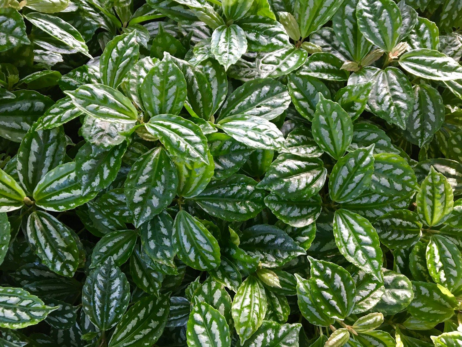 Close-up of a dense arrangement of green leaves