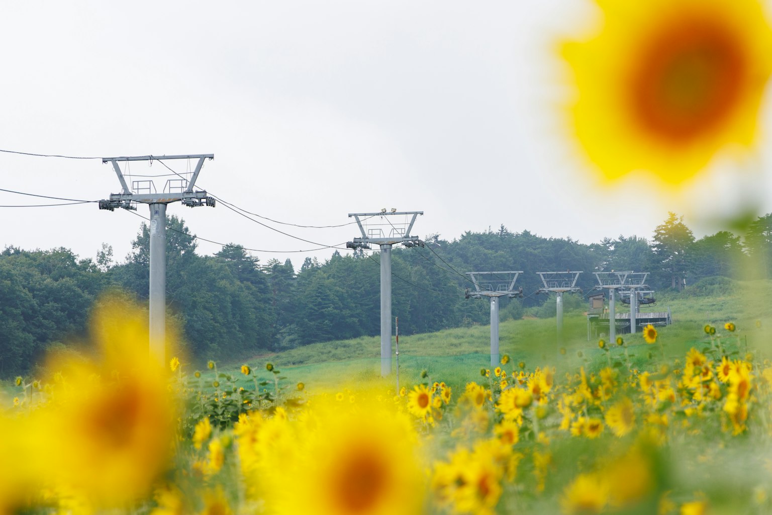 Pemandangan dengan ladang bunga matahari dan menara lift ski
