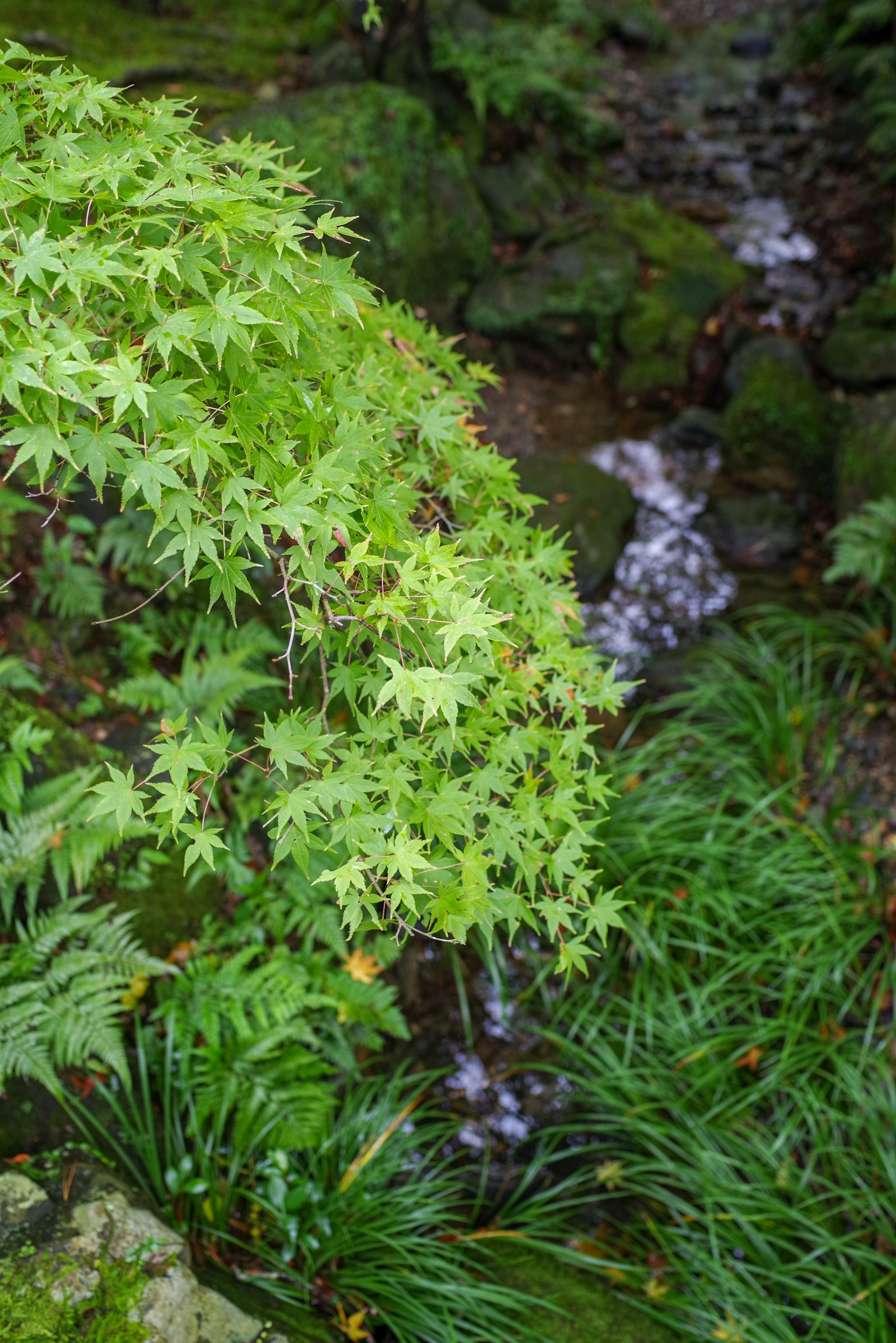 A lush green scene featuring a stream and maple leaves