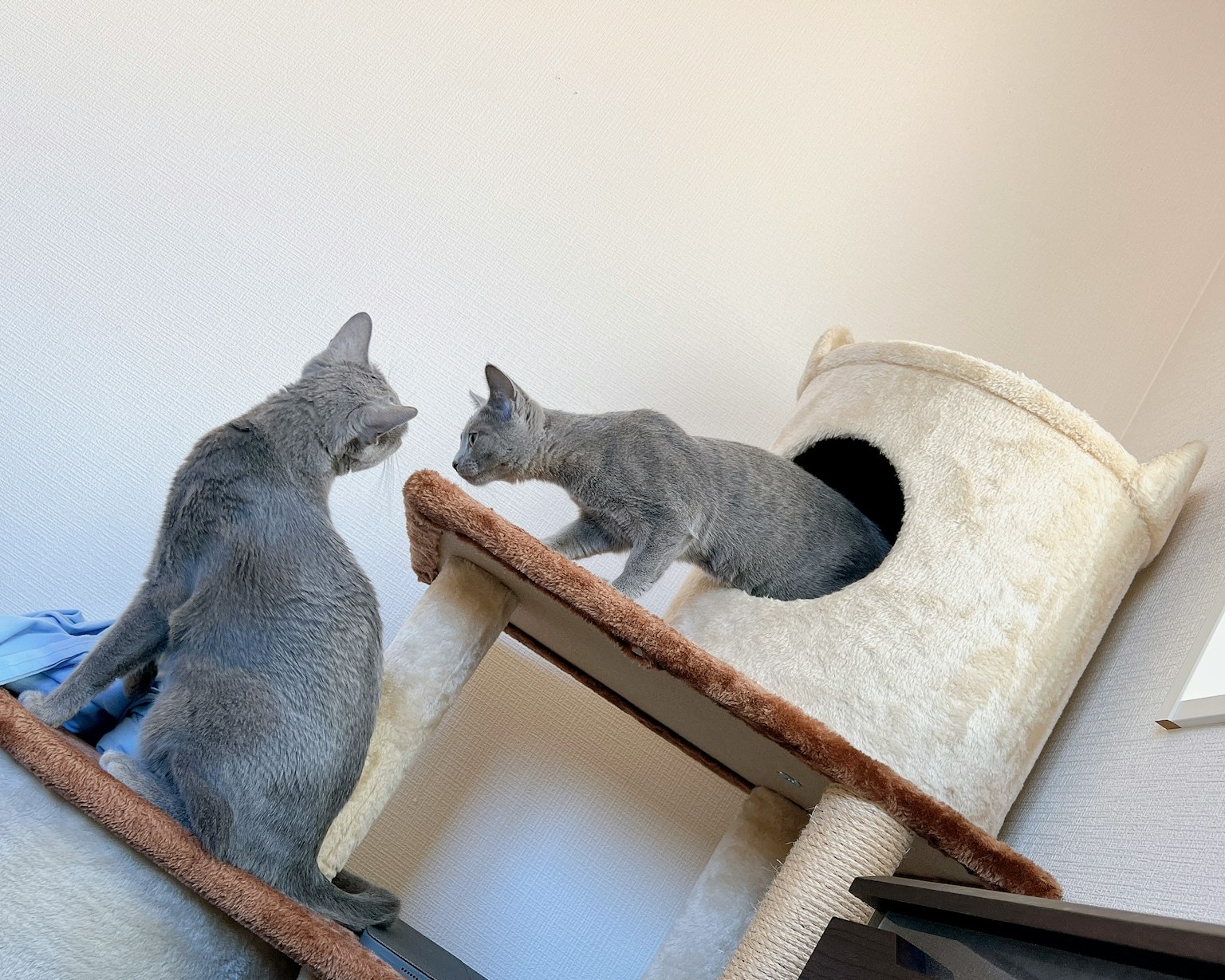 Due gatti grigi che interagiscono su un albero per gatti