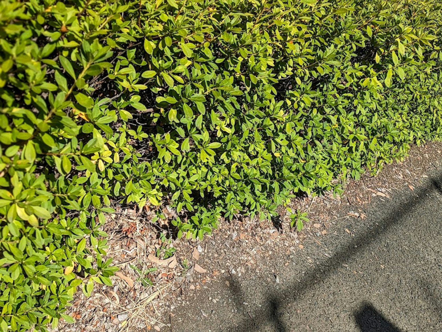 Una sezione di un sentiero bordato da fogliame verde