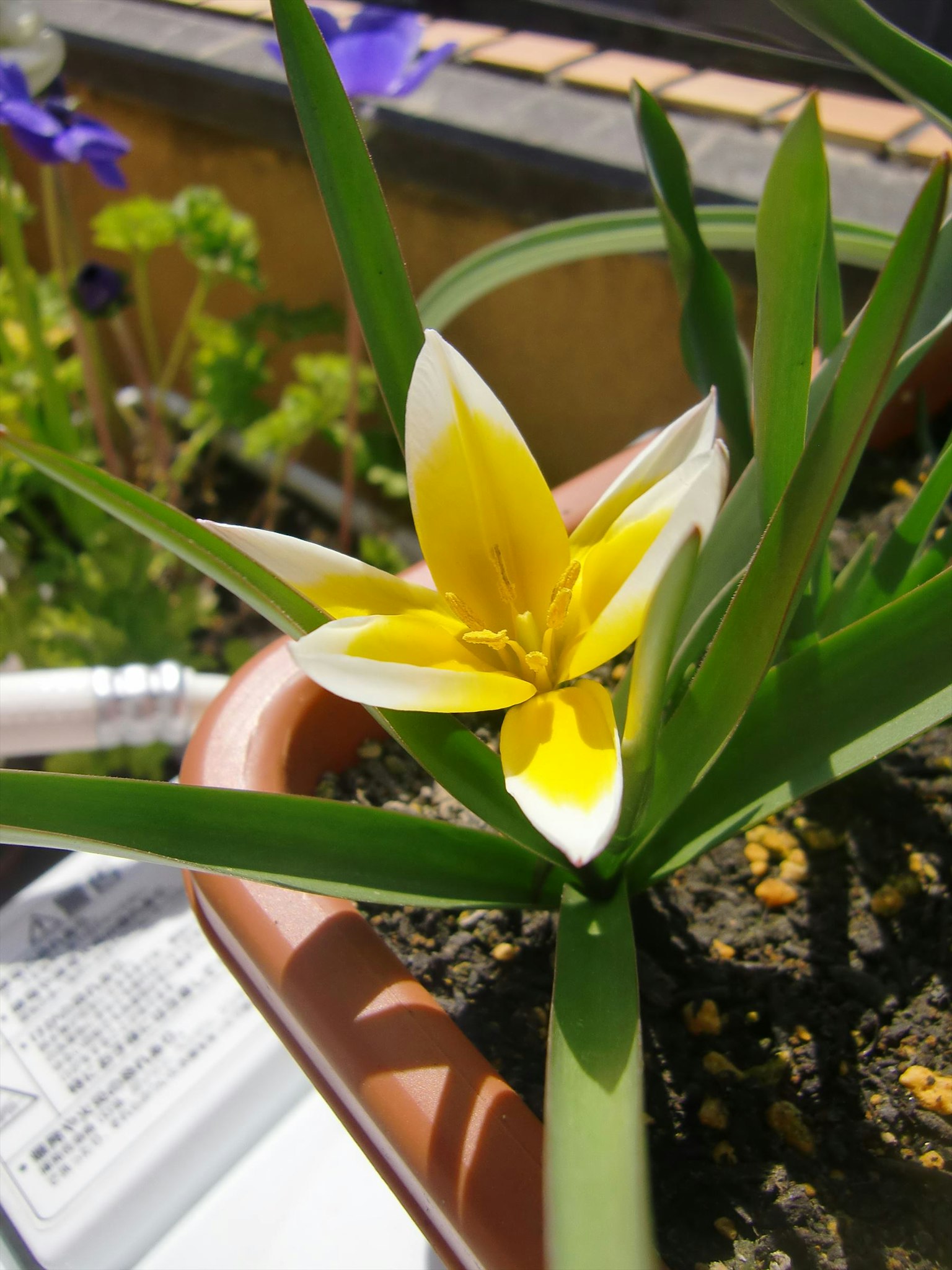 Hermosa flor de tulipán con pétalos amarillos y blancos floreciendo en una maceta