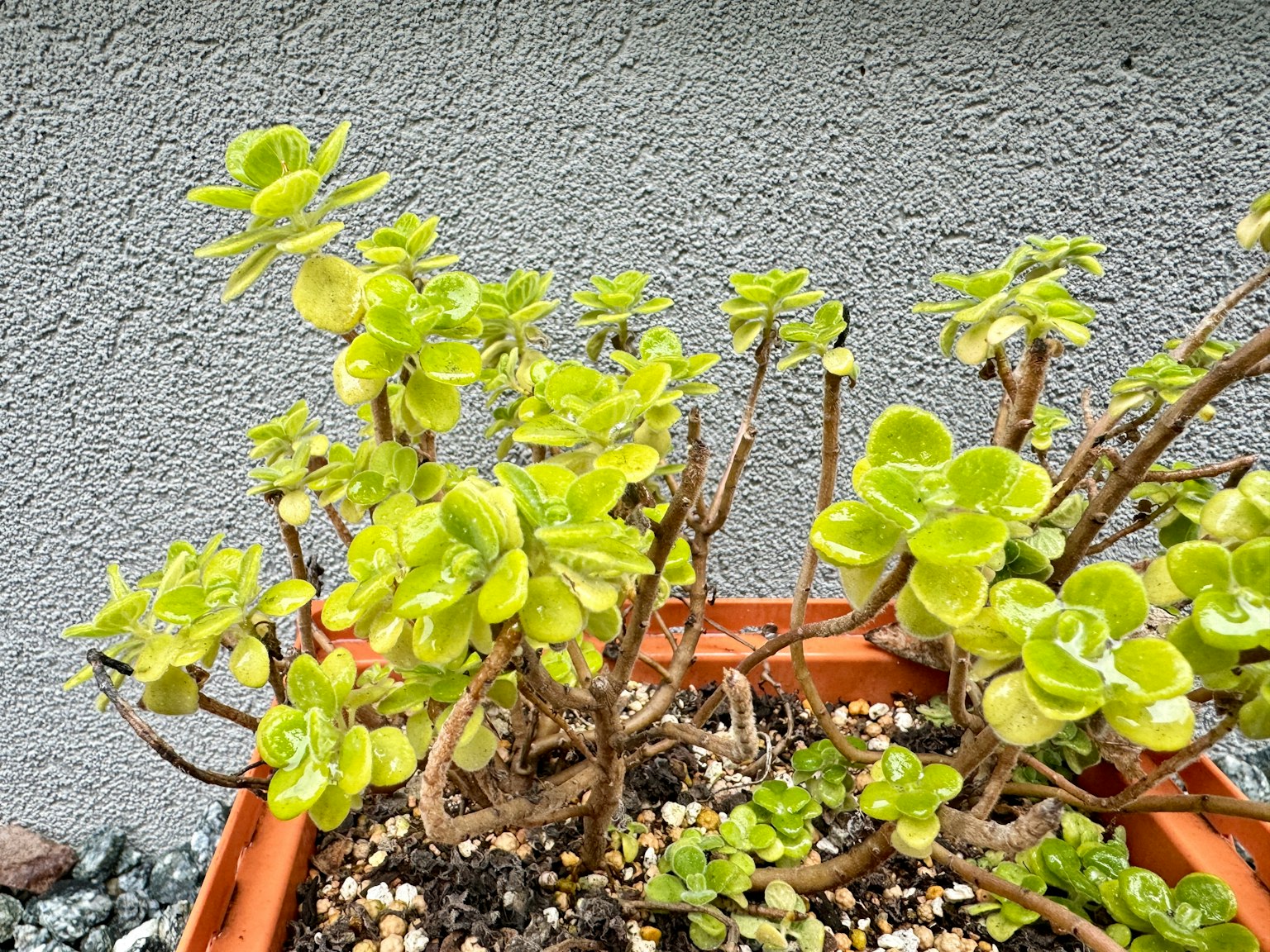 Une plante succulente verte luxuriante poussant dans un pot en terre cuite