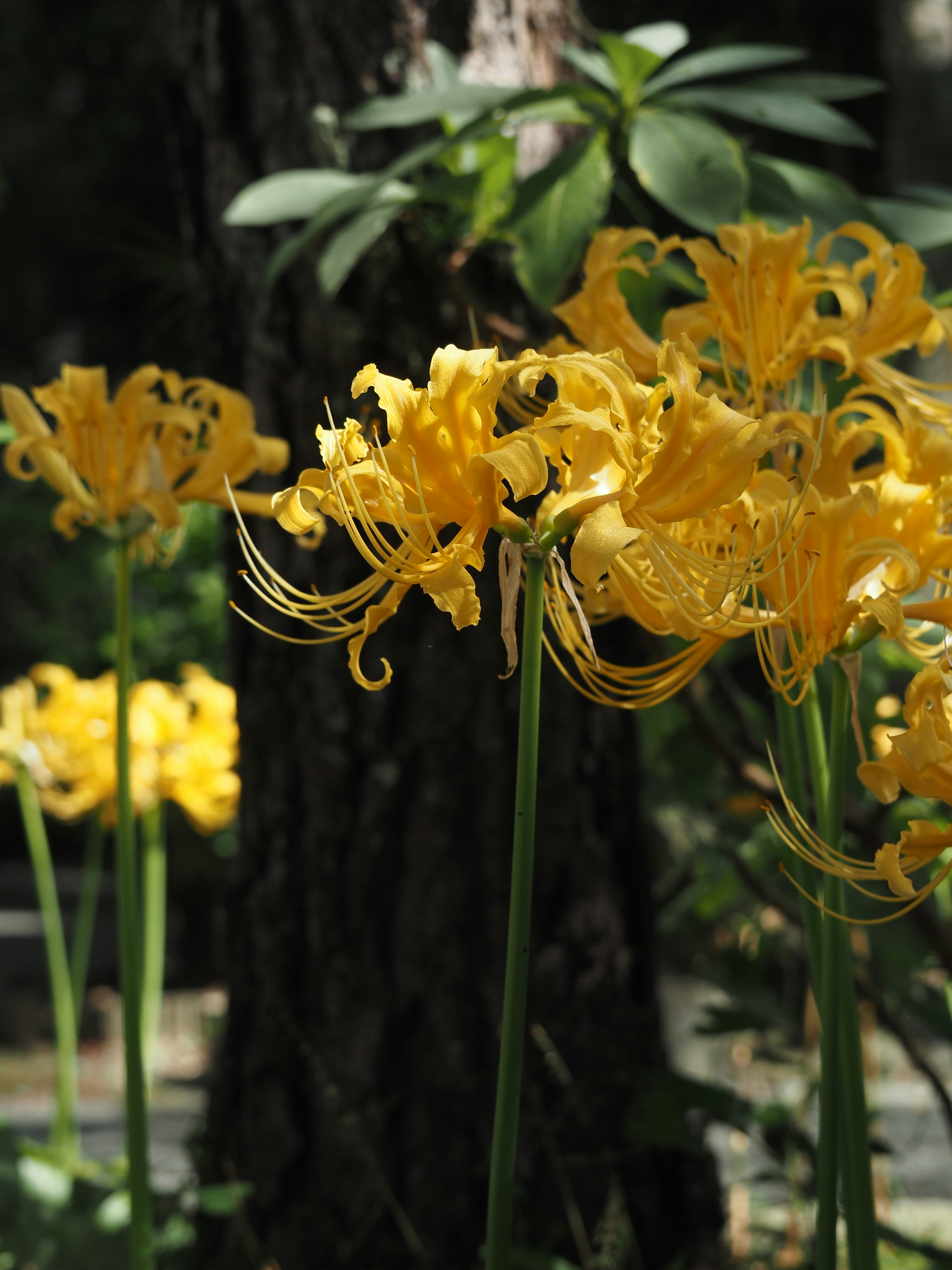 Nahaufnahme gelber Lycoris-Blüten (Higanbana)