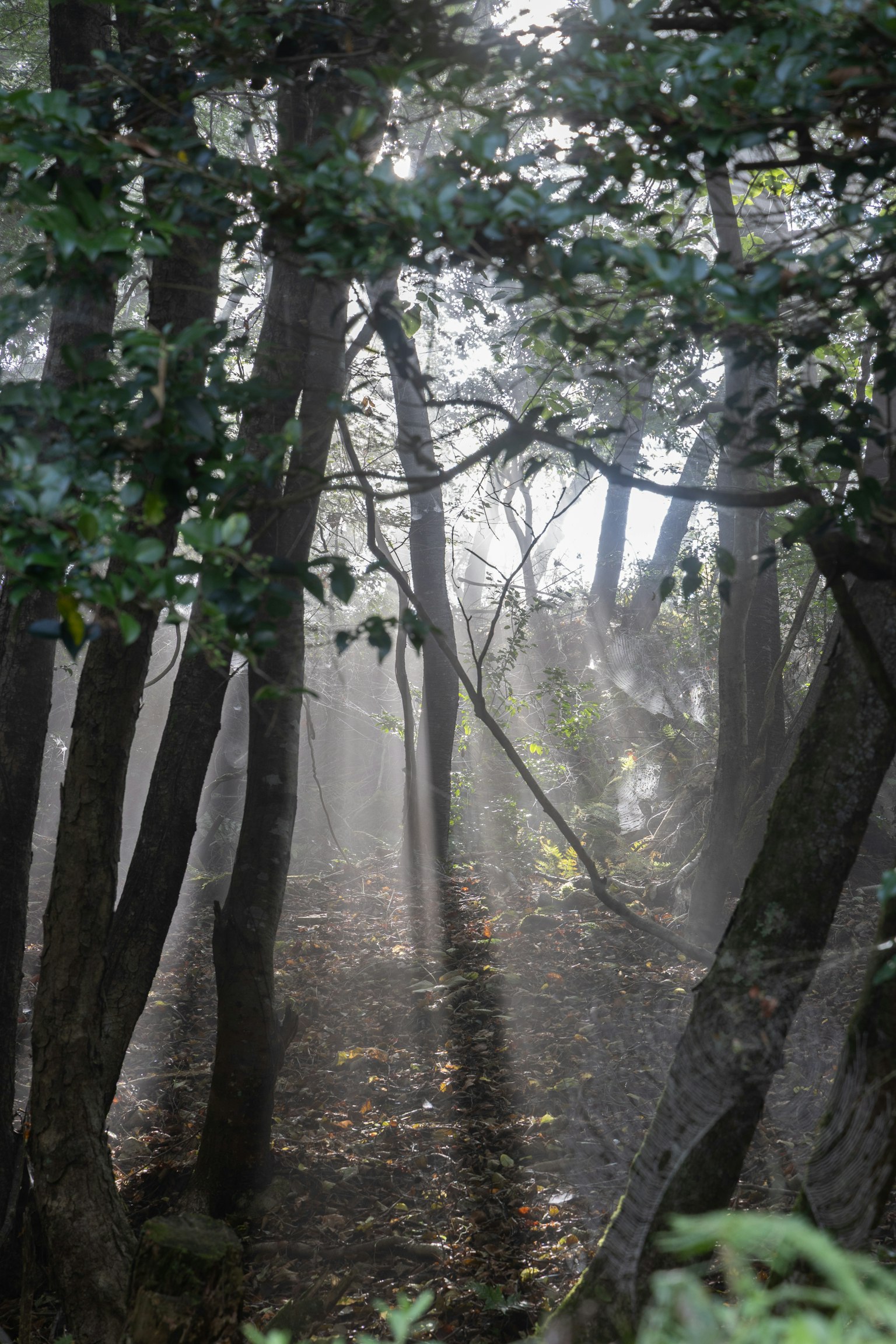 霧の中の木々が立ち並ぶ静かな森の風景