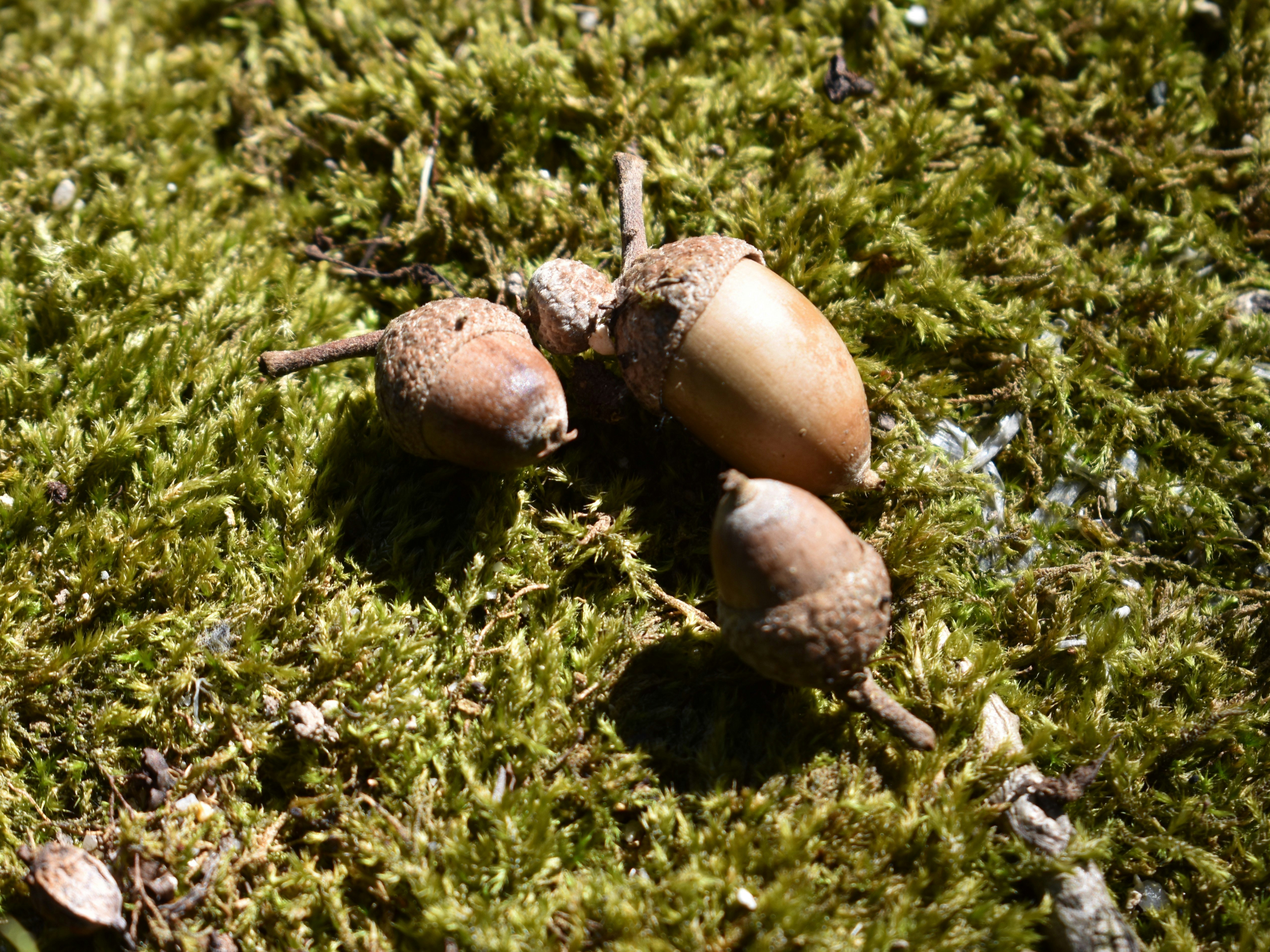 苔の上に転がるどんぐりと木の実のクローズアップ