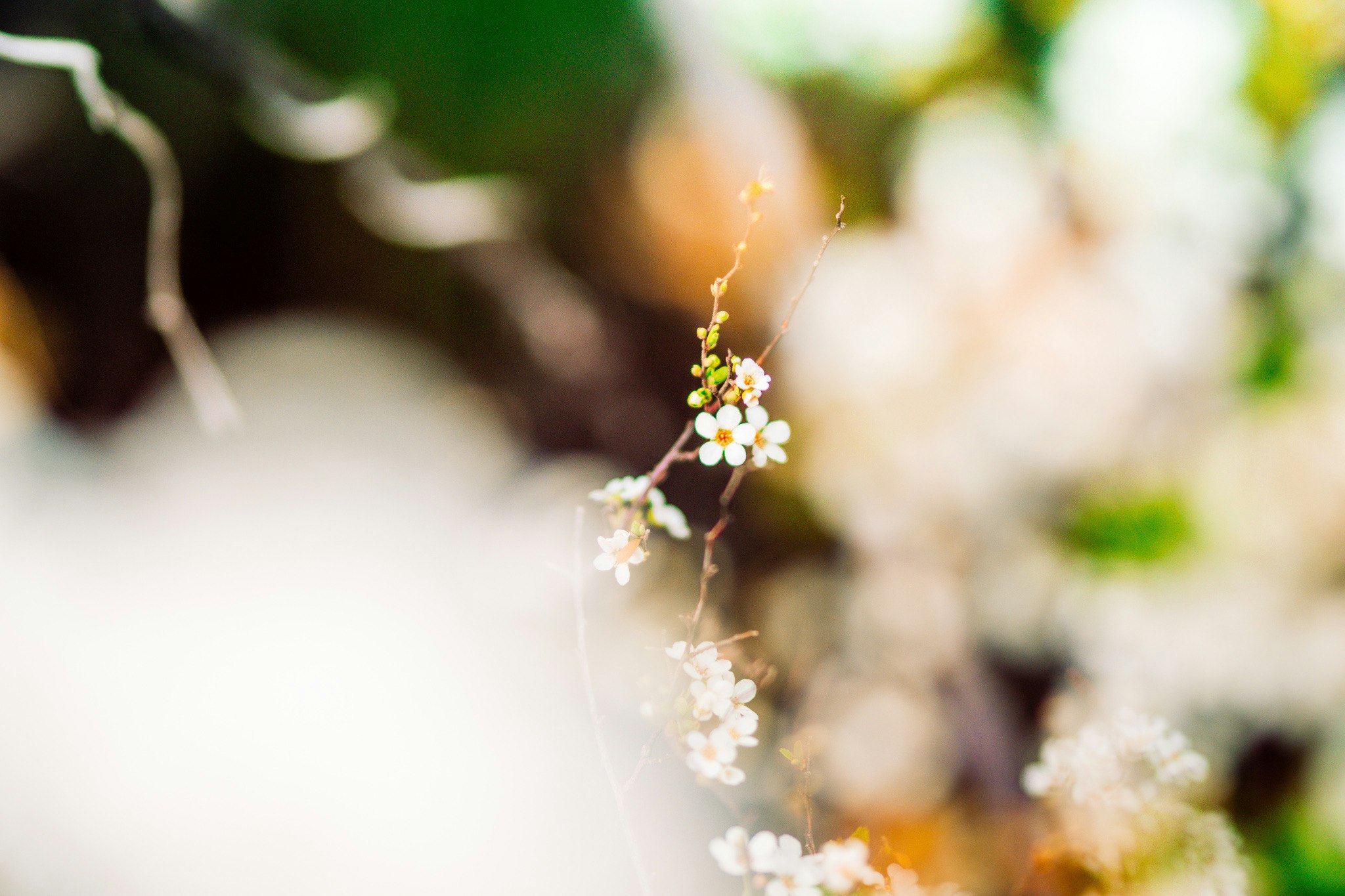 白い花の小枝に光が差すボケのある庭の風景