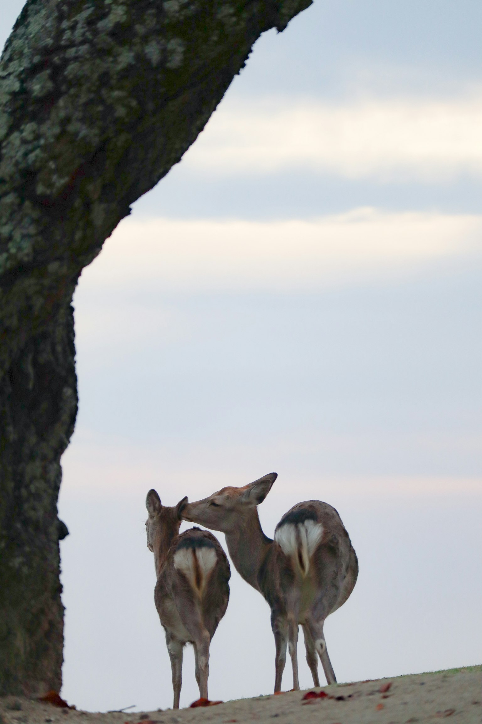 Two deer nuzzling under a tree against a soft sky