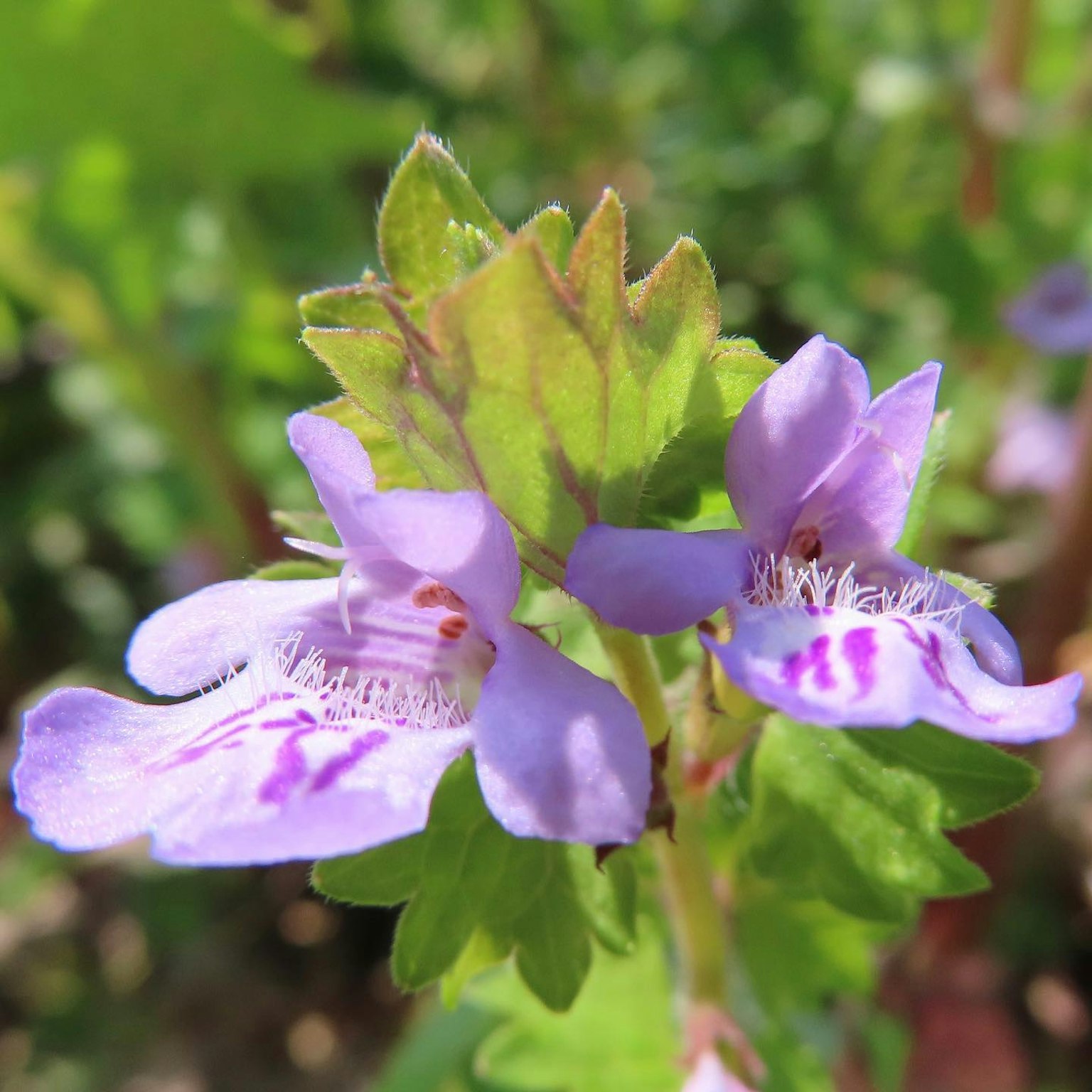Close-up photo of a plant with purple flowers