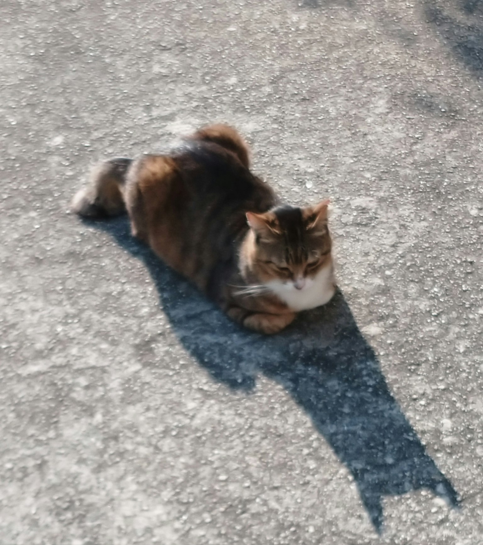 Calico cat lounging in the sun with a shadow