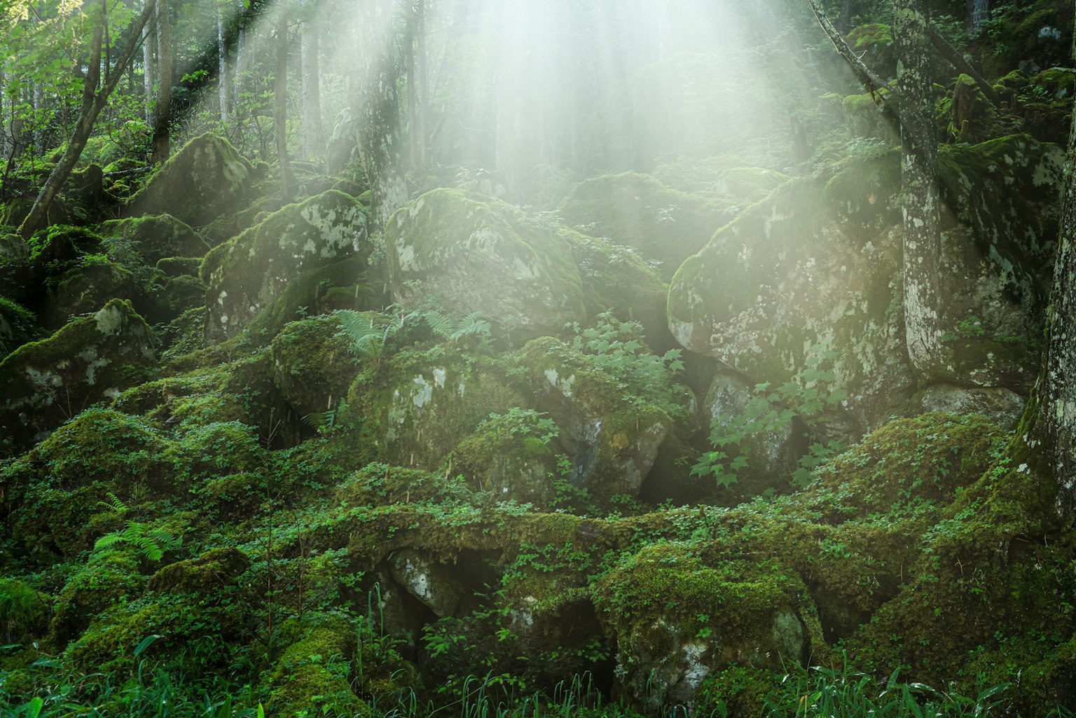 Escena de bosque exuberante con rocas cubiertas de musgo y rayos de luz