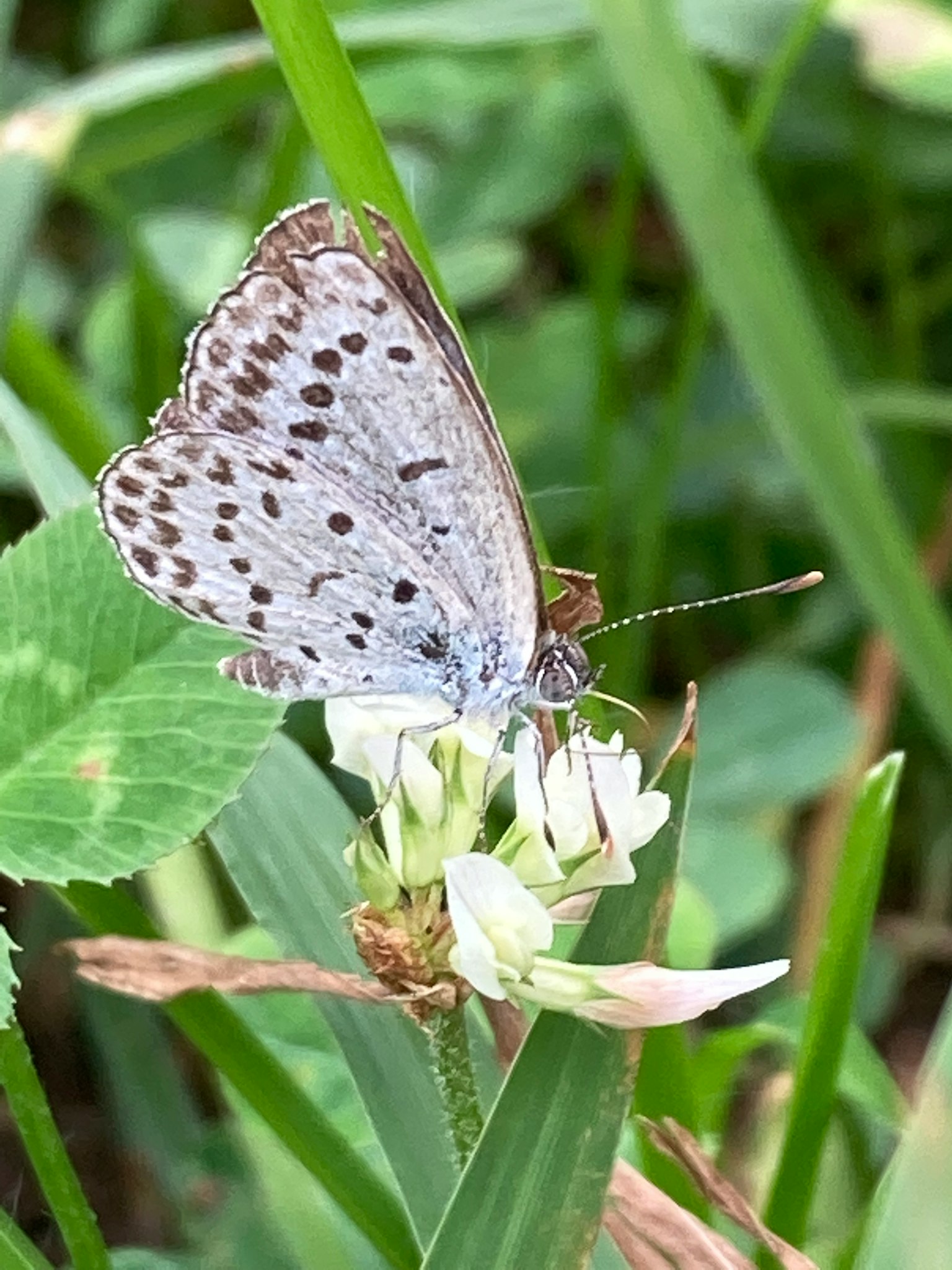 Una farfalla blu che si posa su un fiore bianco