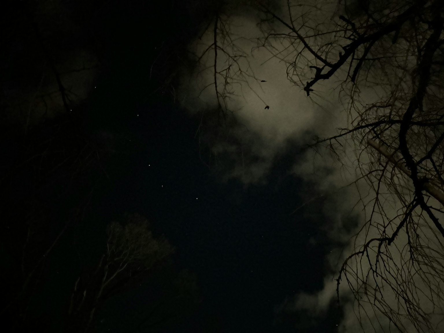 夜空中可見星星和雲朵透過光禿禿的樹枝