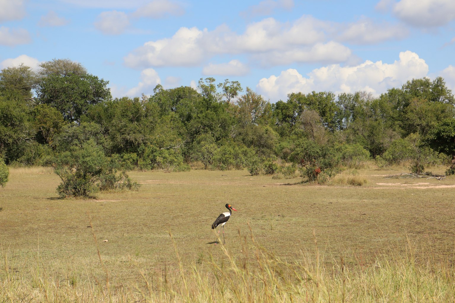 Ein Vogel steht auf einer weiten Grasfläche unter blauem Himmel