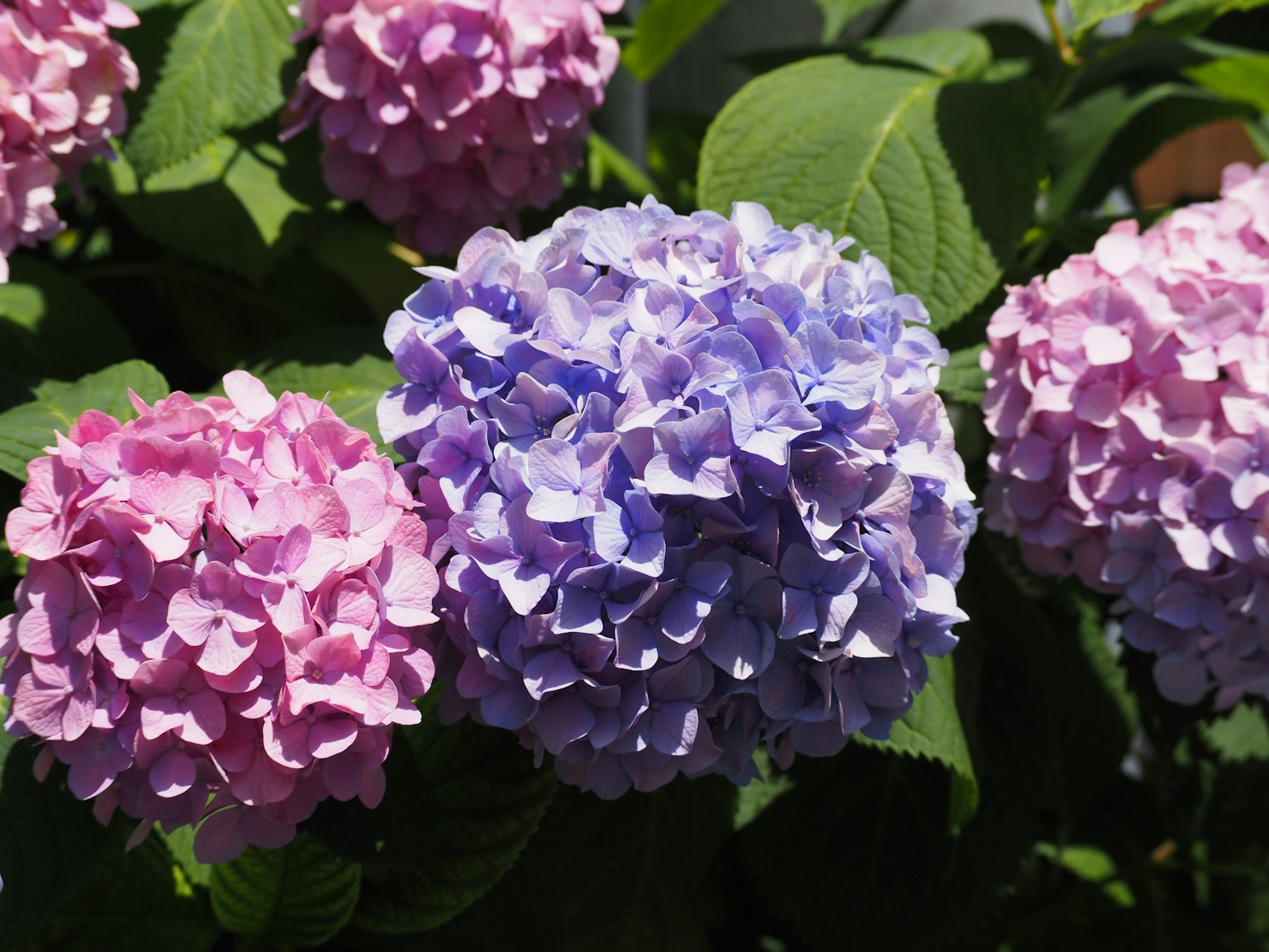 Colorful hydrangea flowers in bloom