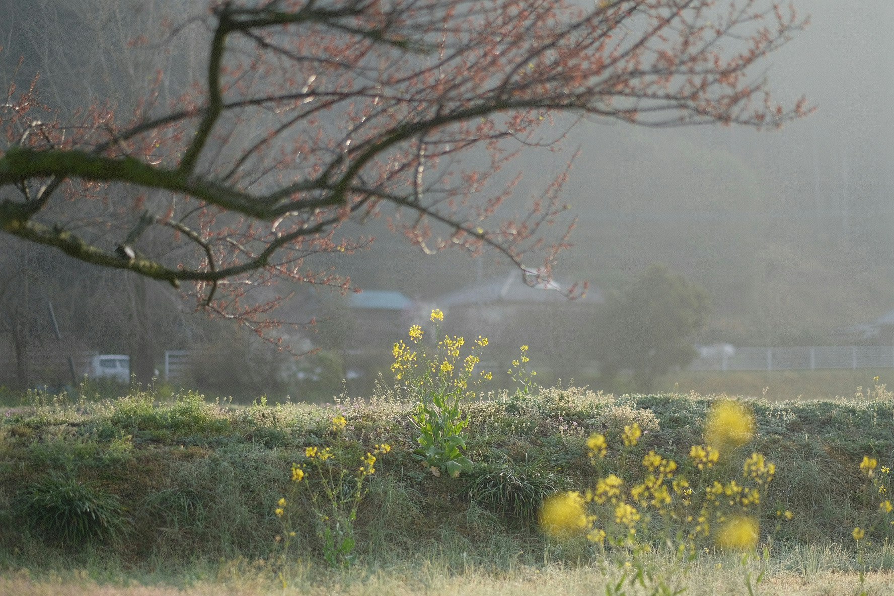菜の花が咲く霧の中の庭園風景
