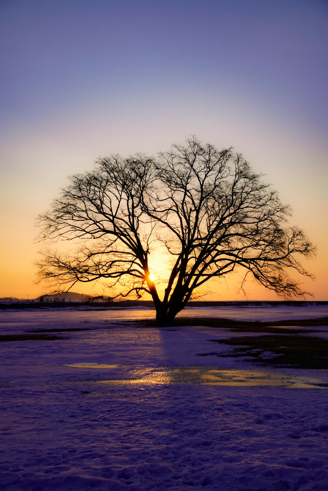 Silhouette d'un arbre au coucher de soleil avec de la neige au sol