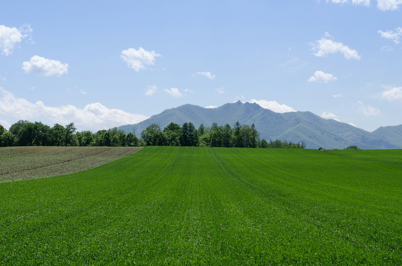 Terreno agricolo verde con paesaggio montano sotto un cielo sereno