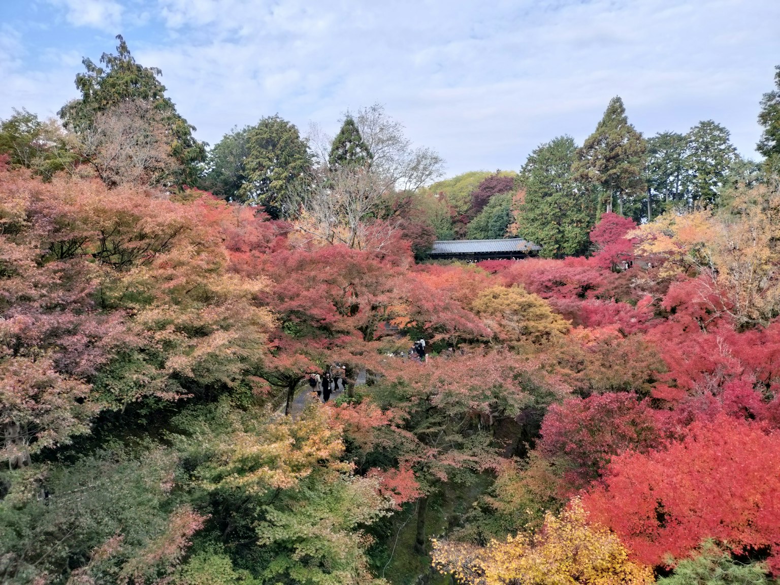 Vista escénica del follaje de otoño en un jardín vibrante con hojas rojas y naranjas