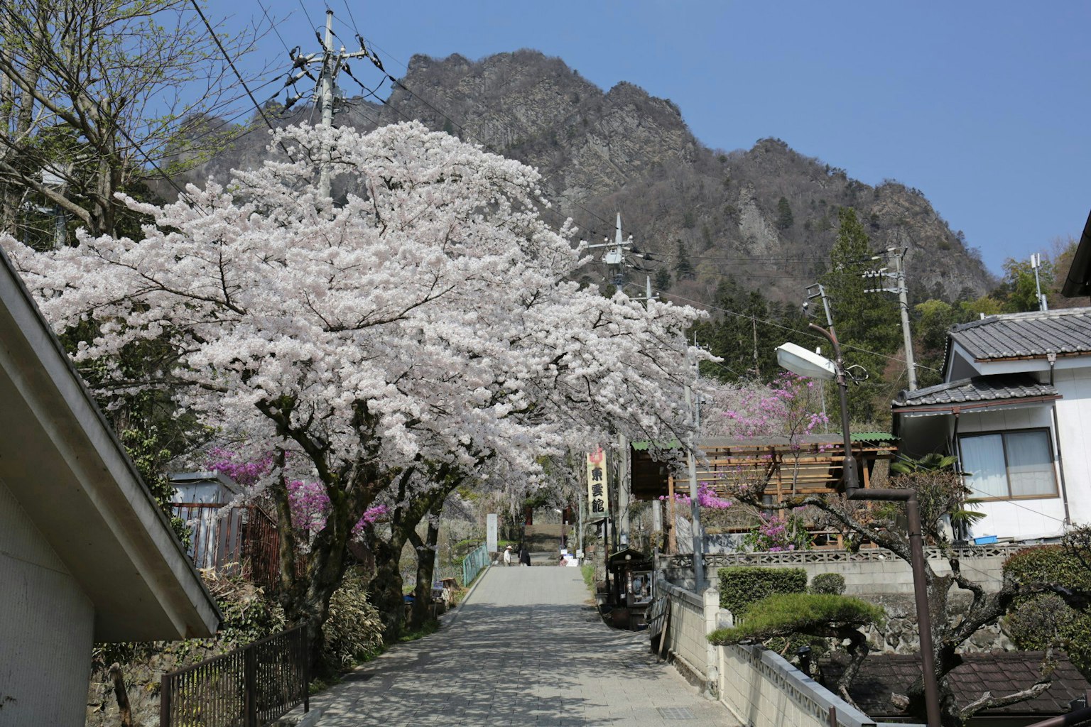 Jalan tenang yang dikelilingi pohon cherry blossom dan gunung di latar belakang