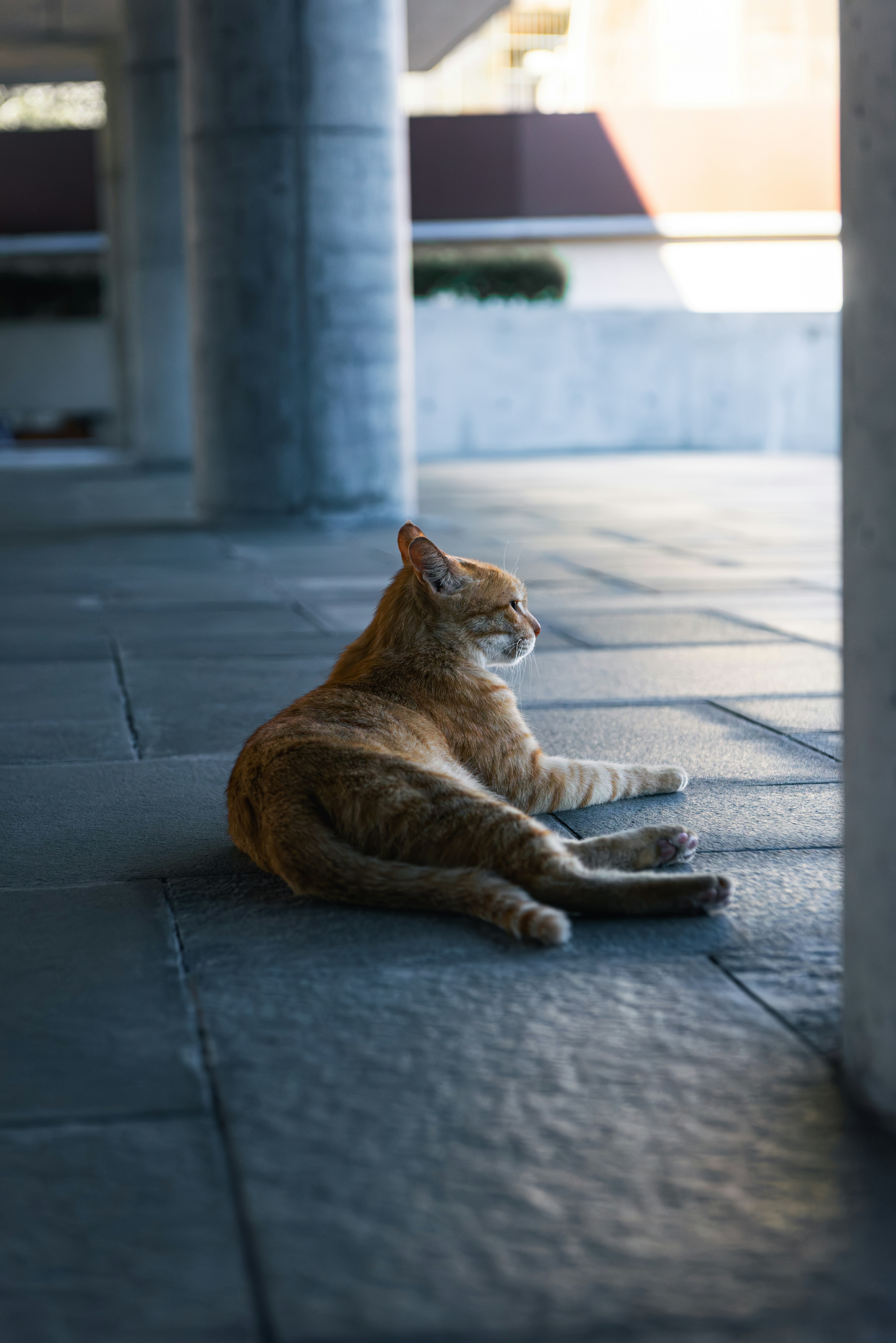 阳光下的户外石板地上慵懒躺着的猫