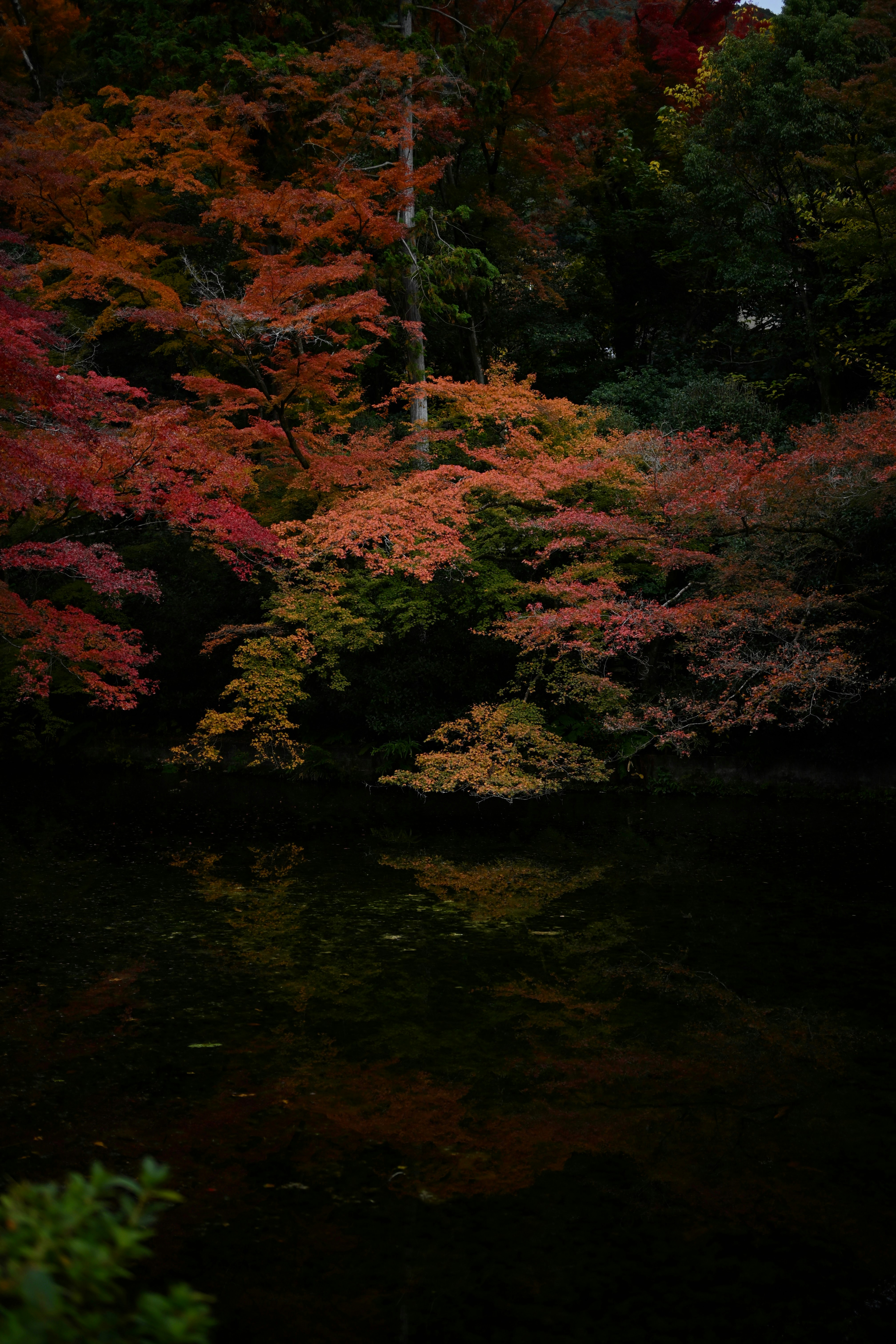 Estanque sereno que refleja el follaje de otoño