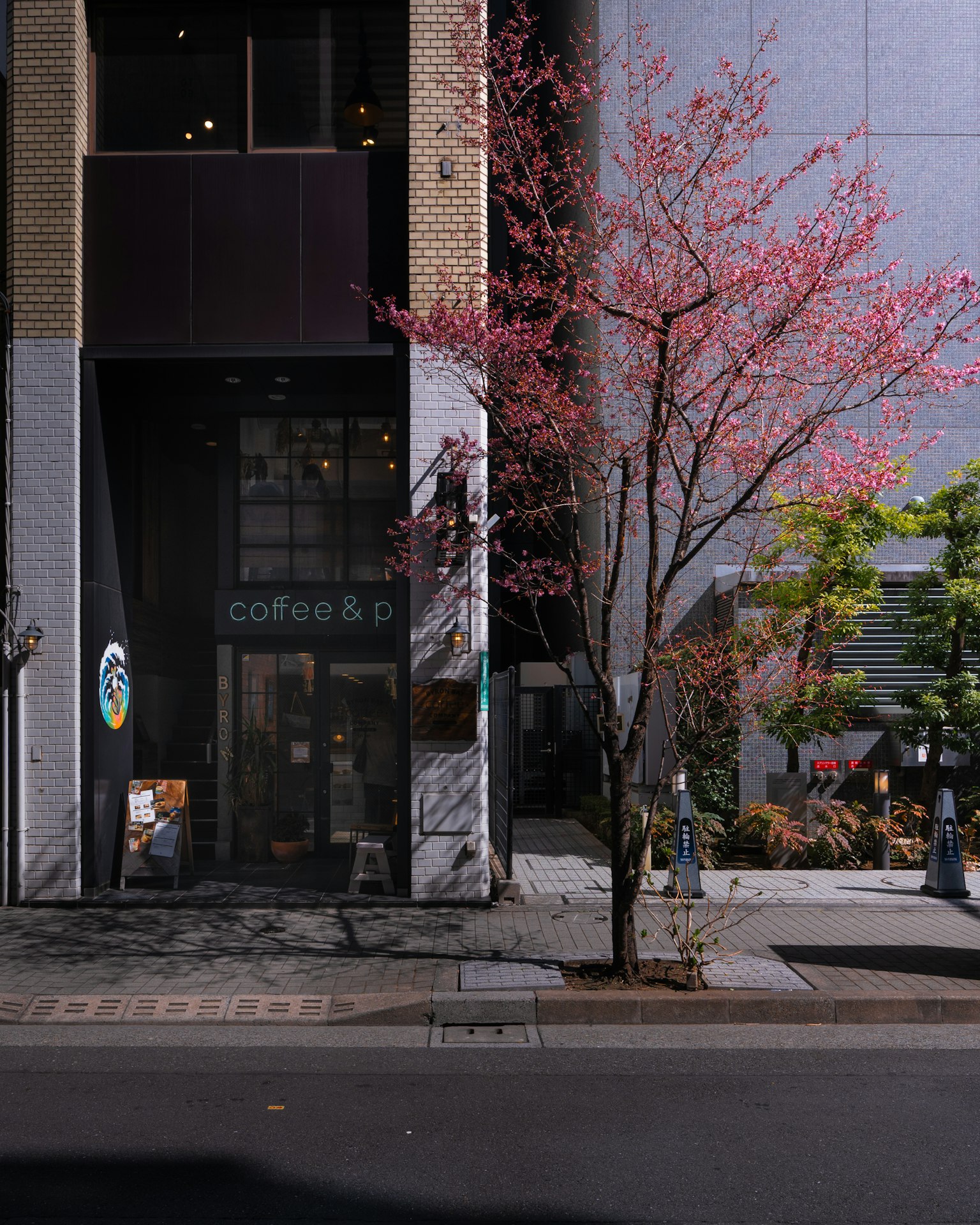 Pintu kafe dengan pohon sakura yang sedang mekar dan tumbuhan hijau di sekitarnya