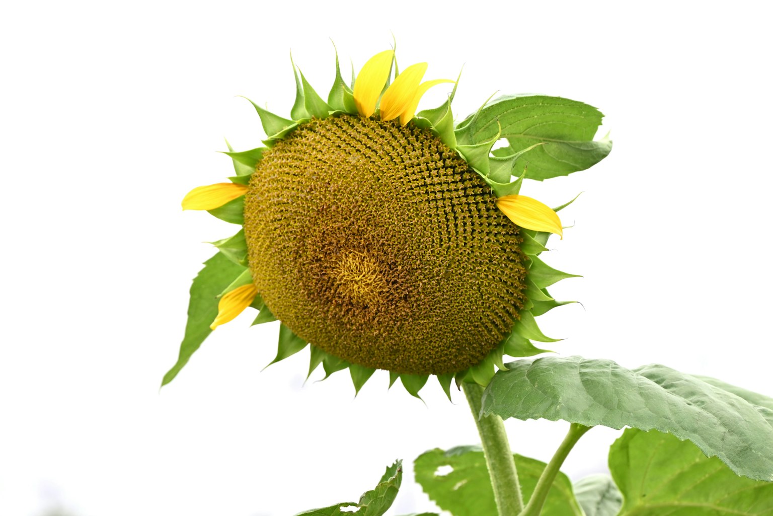 Bocciolo di girasole circondato da foglie verdi