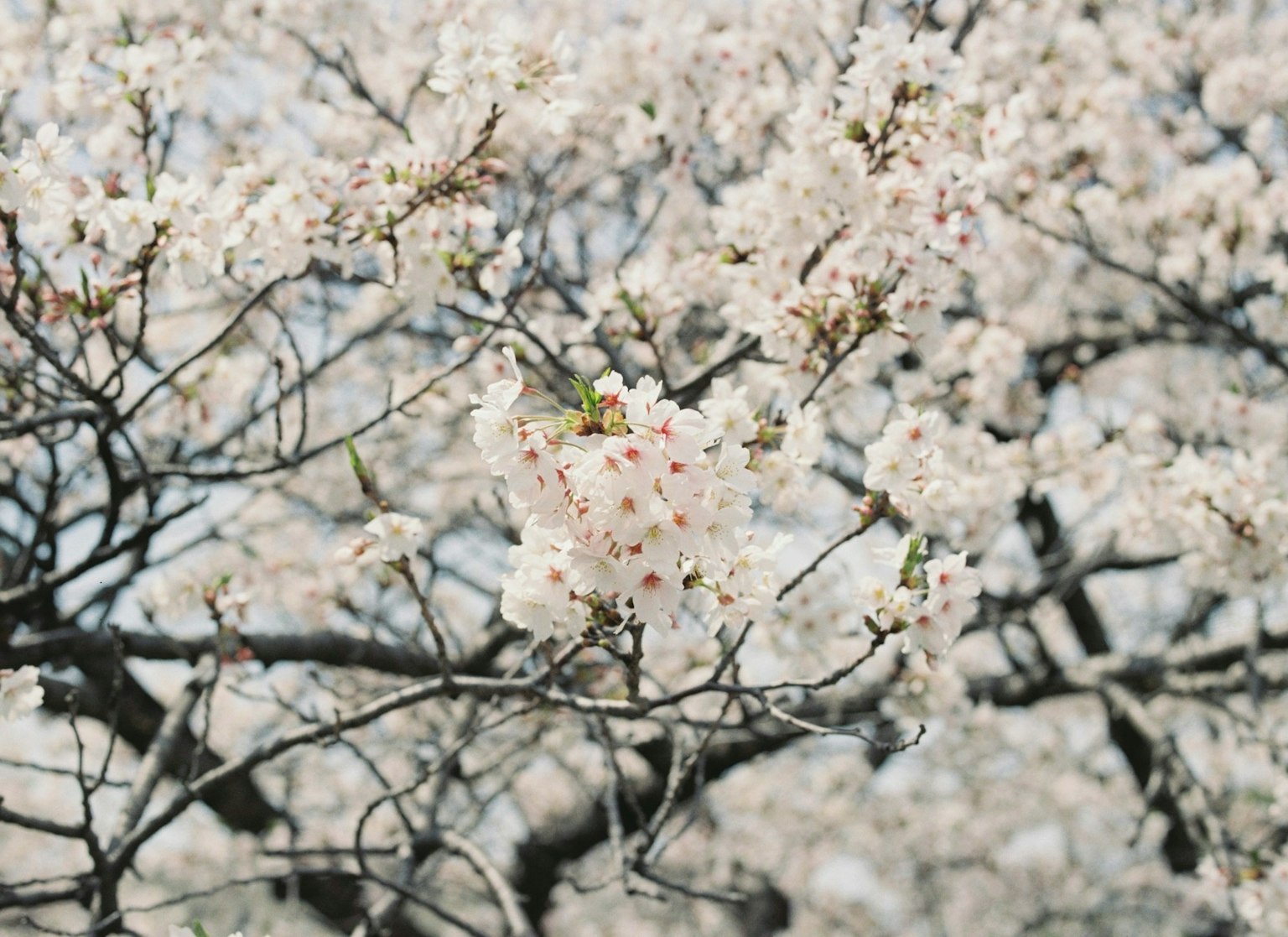 Nahaufnahme von Kirschbaumzweigen in voller Blüte