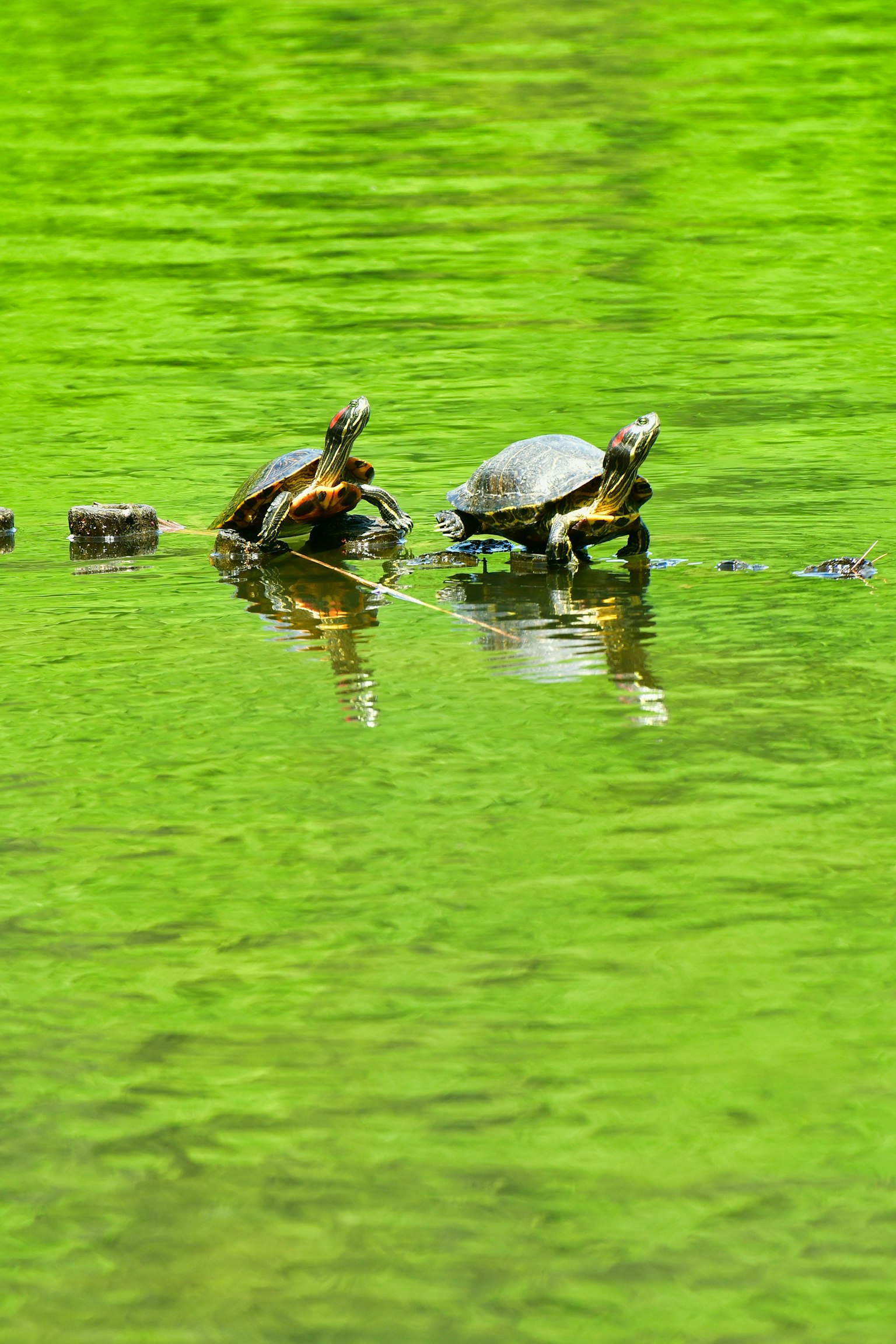 Dos tortugas descansando sobre un tronco en un estanque verde vibrante