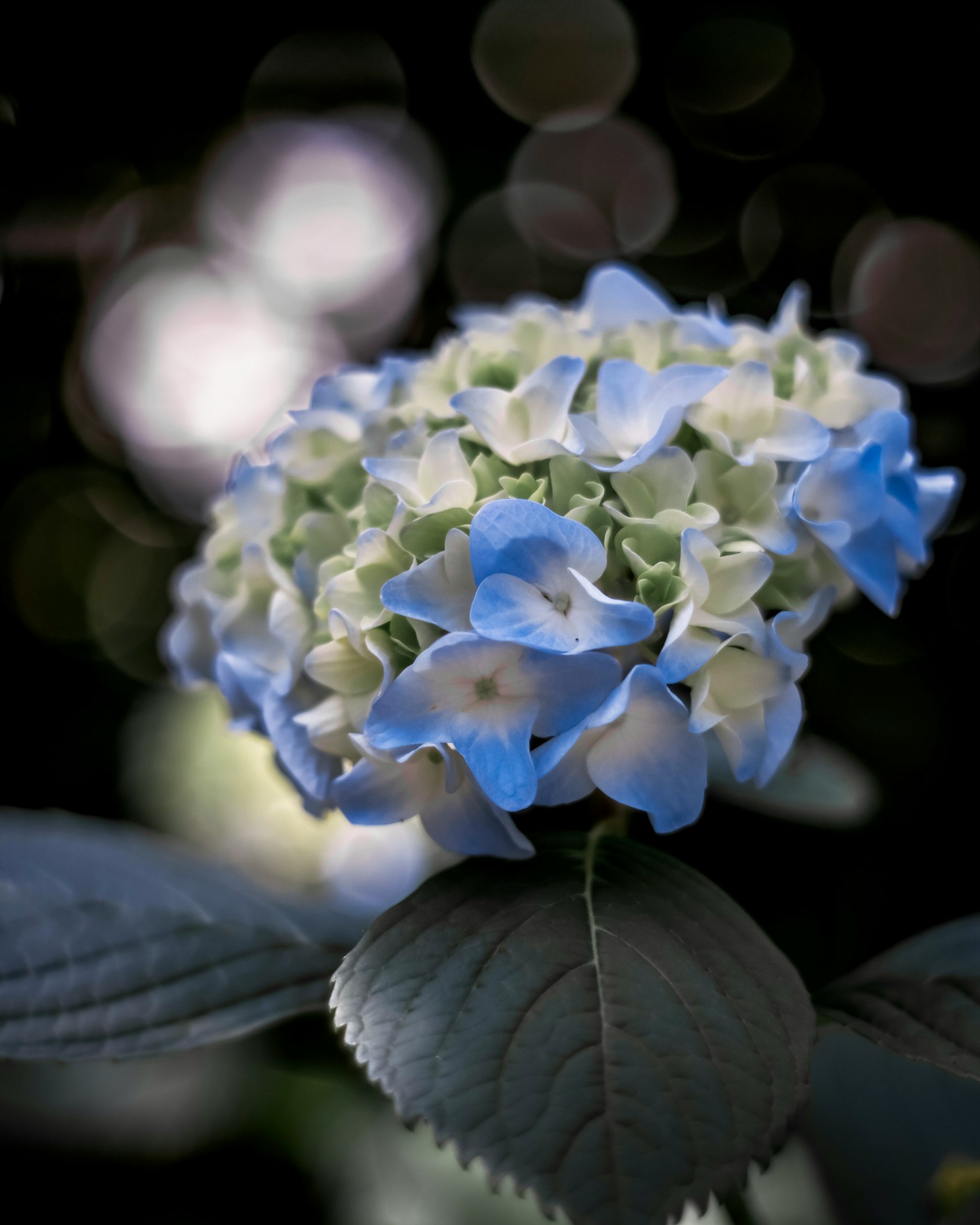 Primo piano di un fiore di ortensia nei toni del blu e del bianco